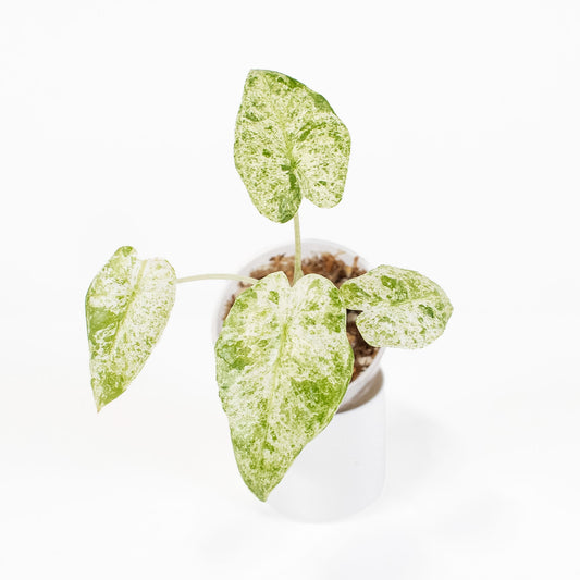 Alocasia Macrorrhiza 'Camouflage' Variegated *Growers Choice*