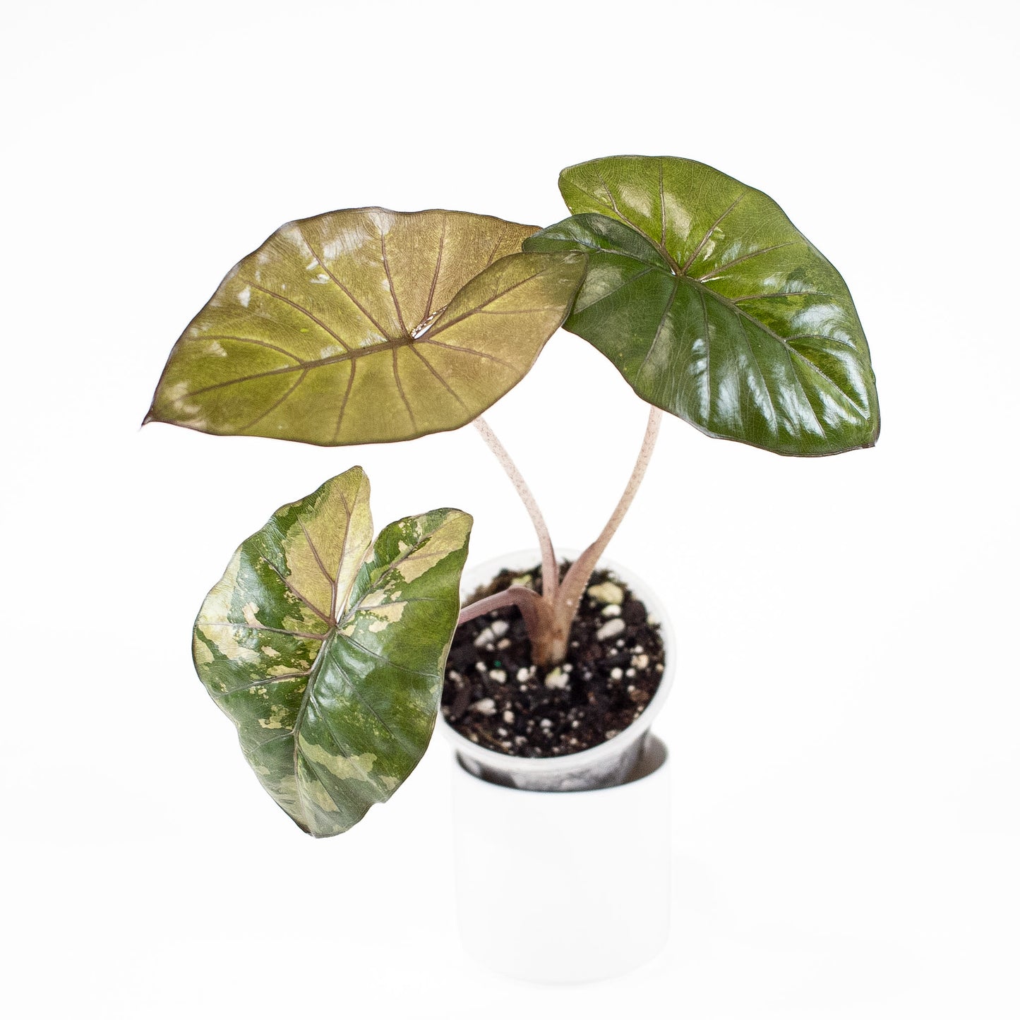 Alocasia Yucatan Princess *Growers Choice*