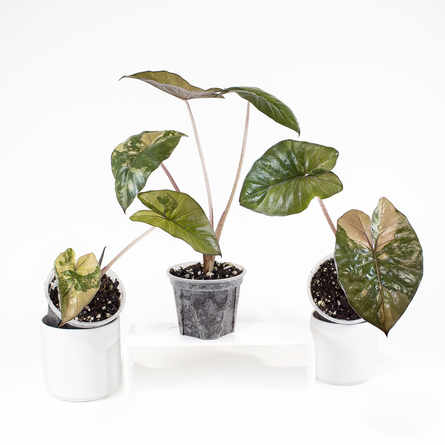 Alocasia Yucatan Princess *Growers Choice*