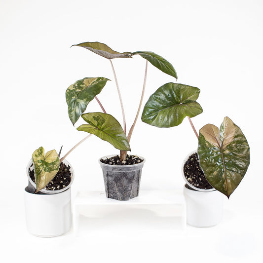 Alocasia Yucatan Princess *Growers Choice*