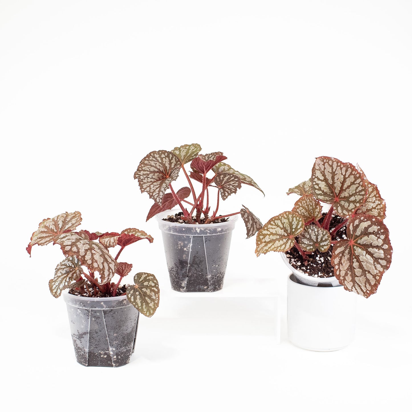 Begonia 'Betsy Blue'  *Growers Choice*