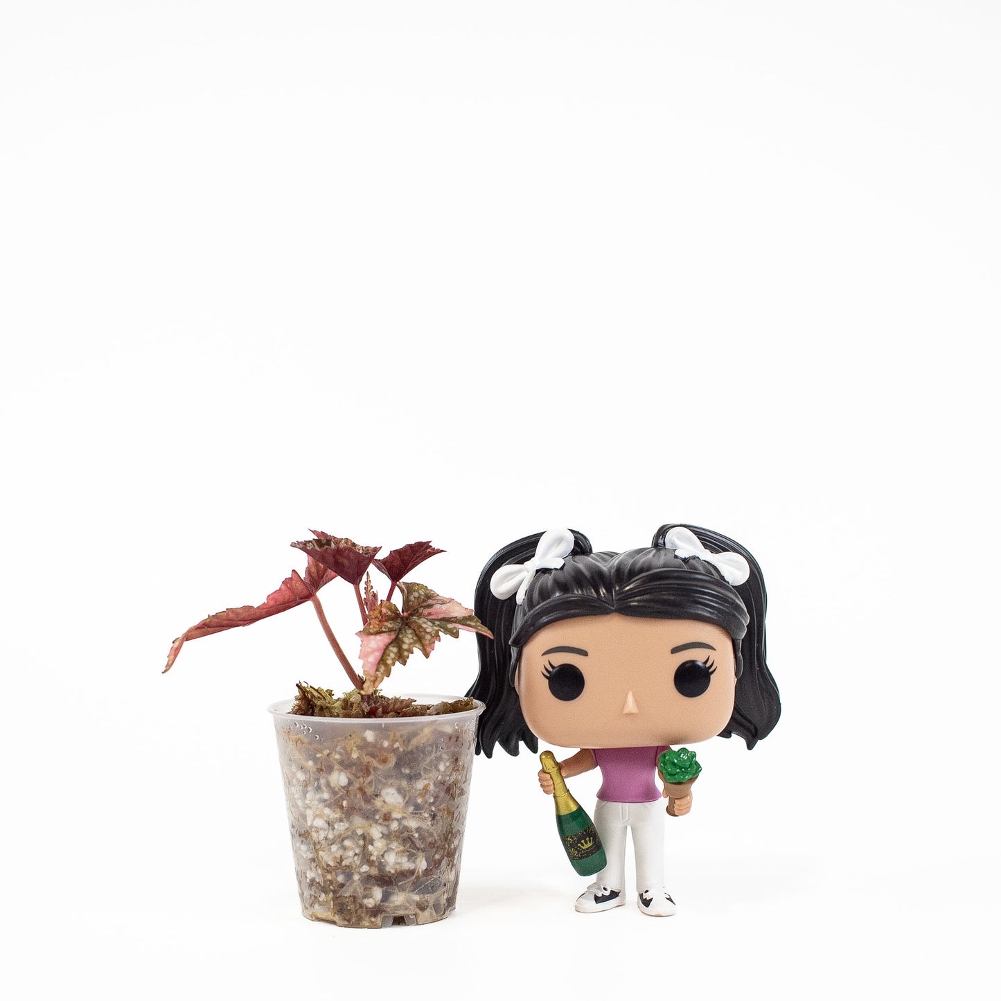 Begonia Izumo no Kiraboshi (2824)