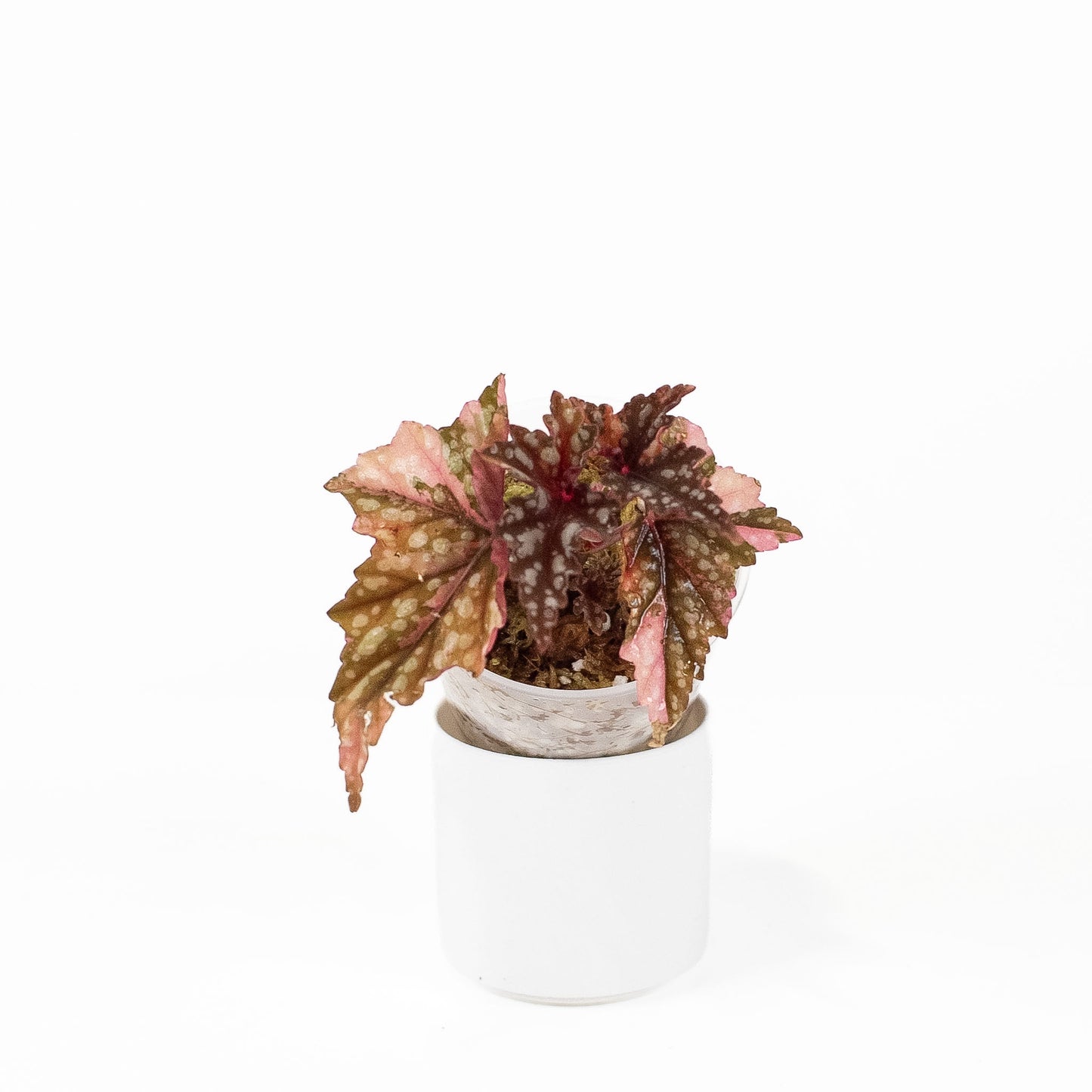 Begonia Izumo no Kiraboshi (2824)