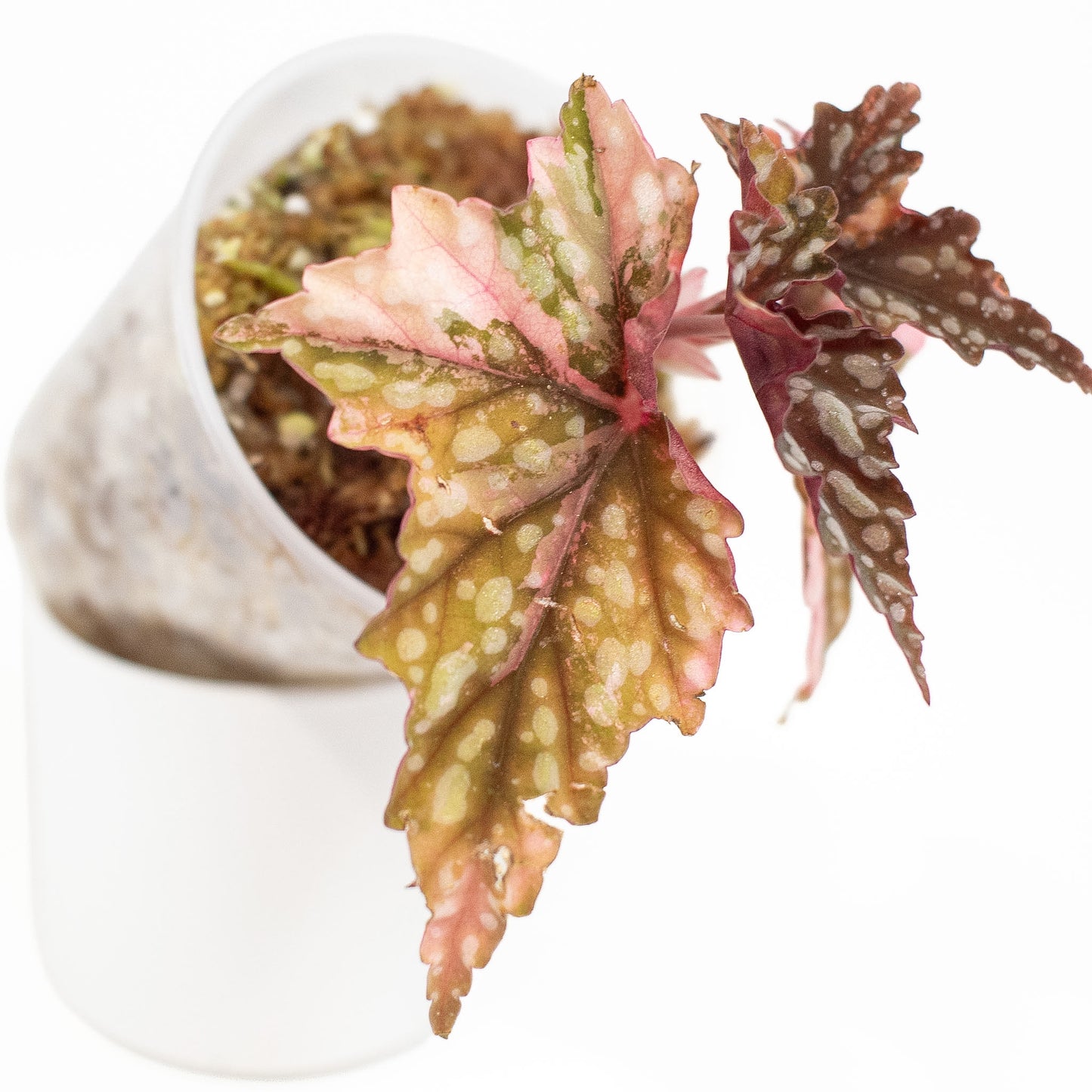 Begonia Izumo no Kiraboshi (2824)