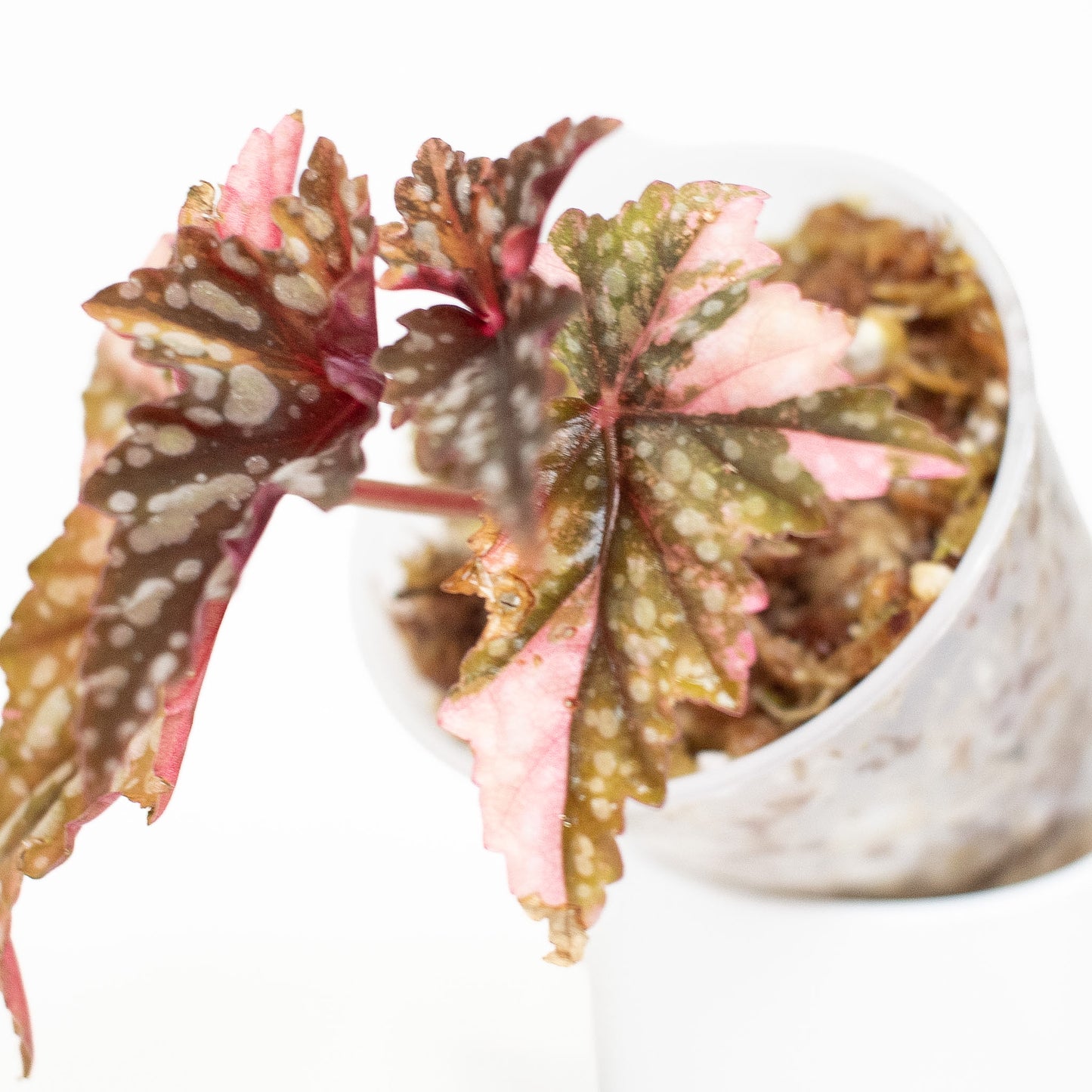 Begonia Izumo no Kiraboshi (2824)