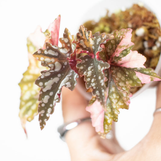 Begonia Izumo no Kiraboshi (2824)