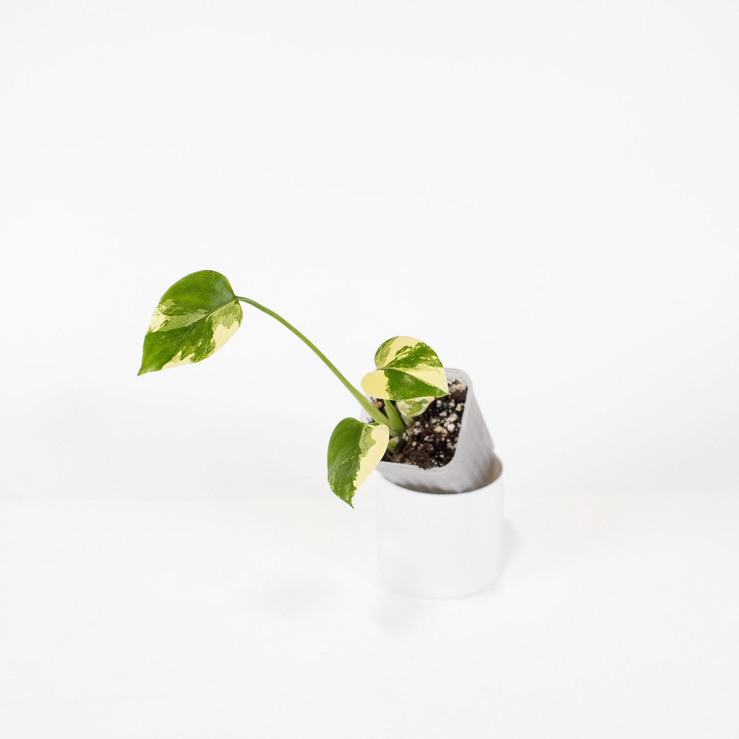 Monstera Deliciosa Pom Pom (2909)