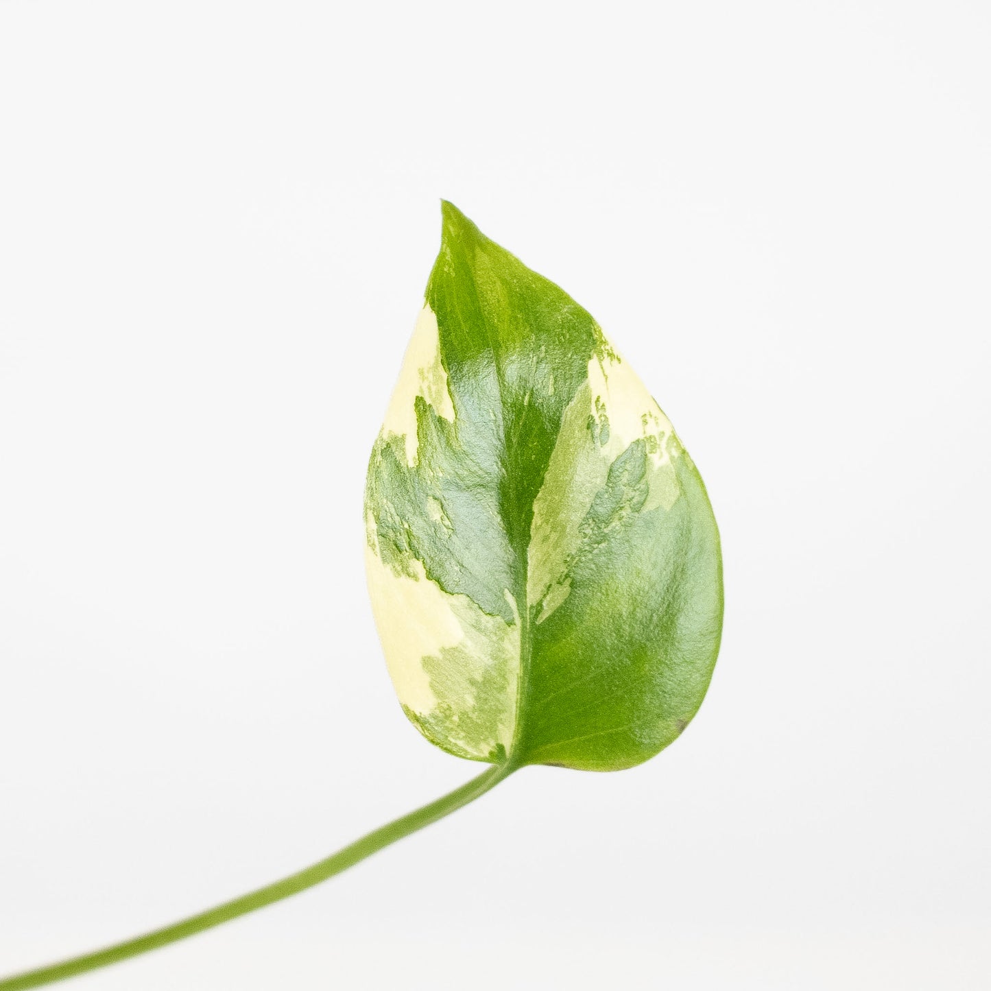 Monstera Deliciosa Pom Pom (2909)