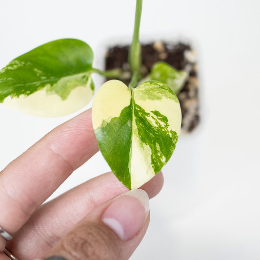 Monstera Deliciosa Pom Pom (2909)