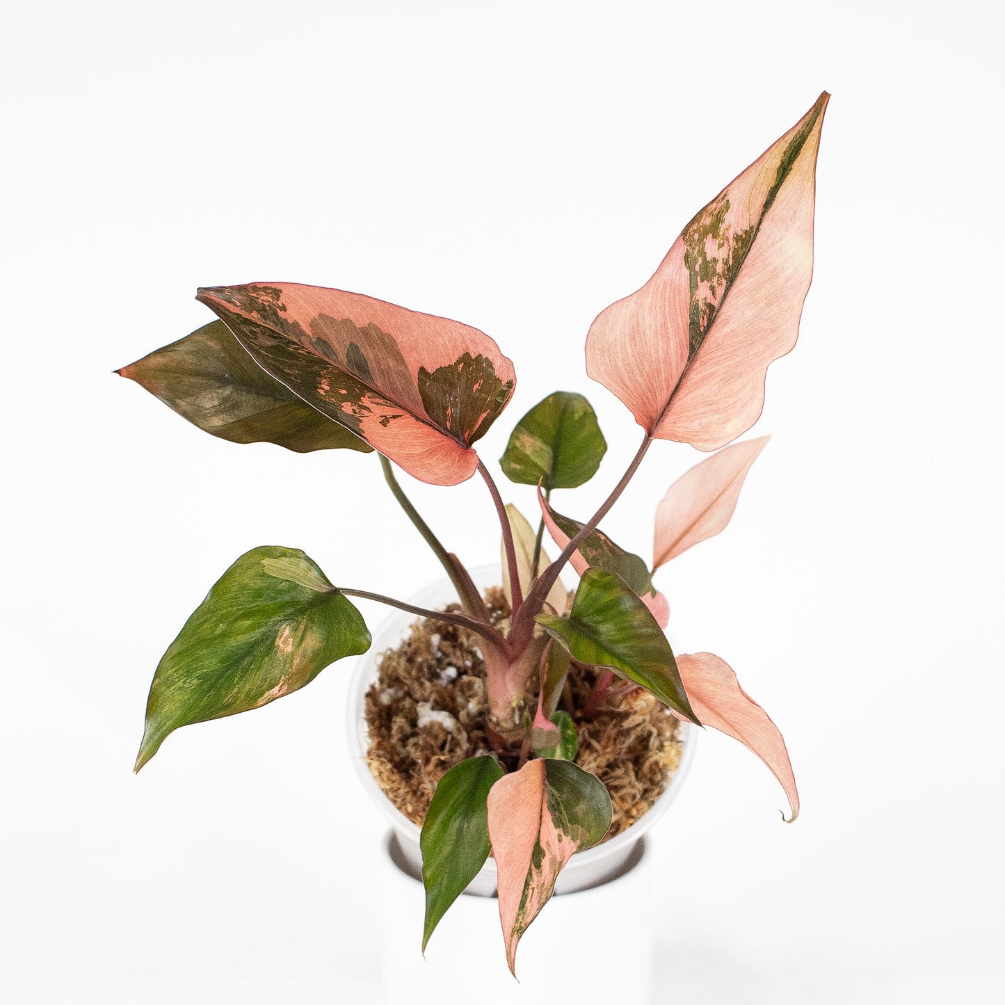 Homalomena Pink Diamond (2911)