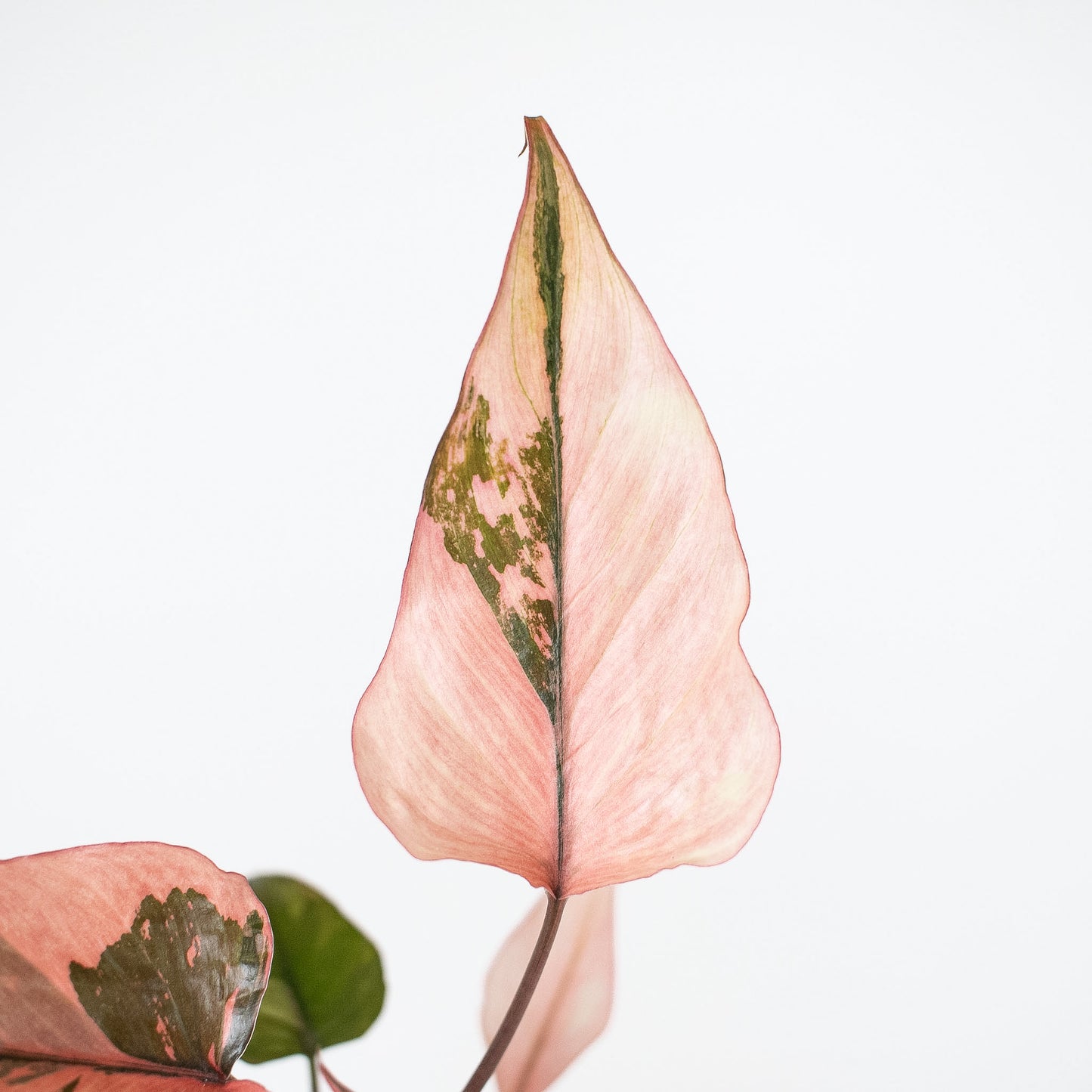 Homalomena Pink Diamond (2911)