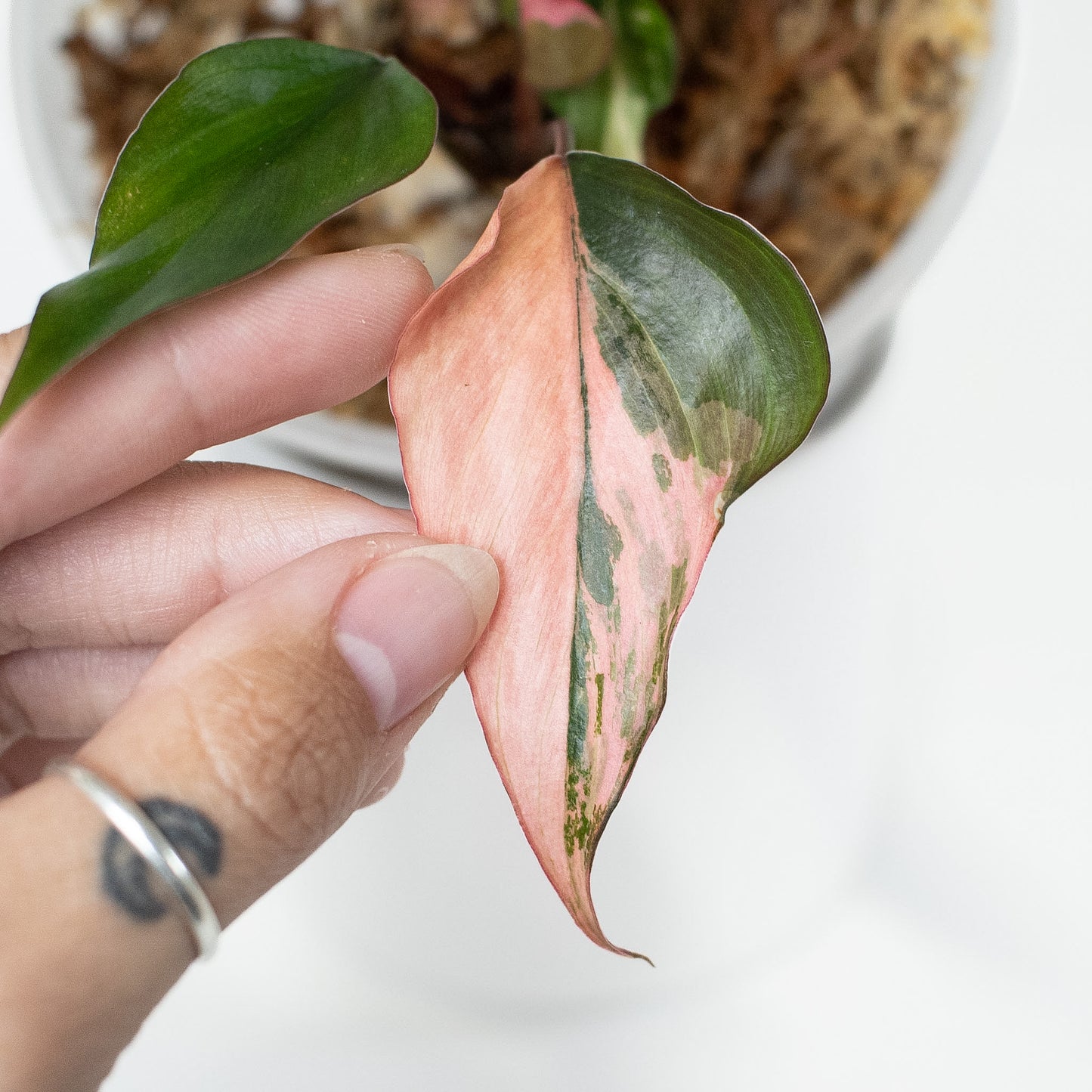 Homalomena Pink Diamond (2911)