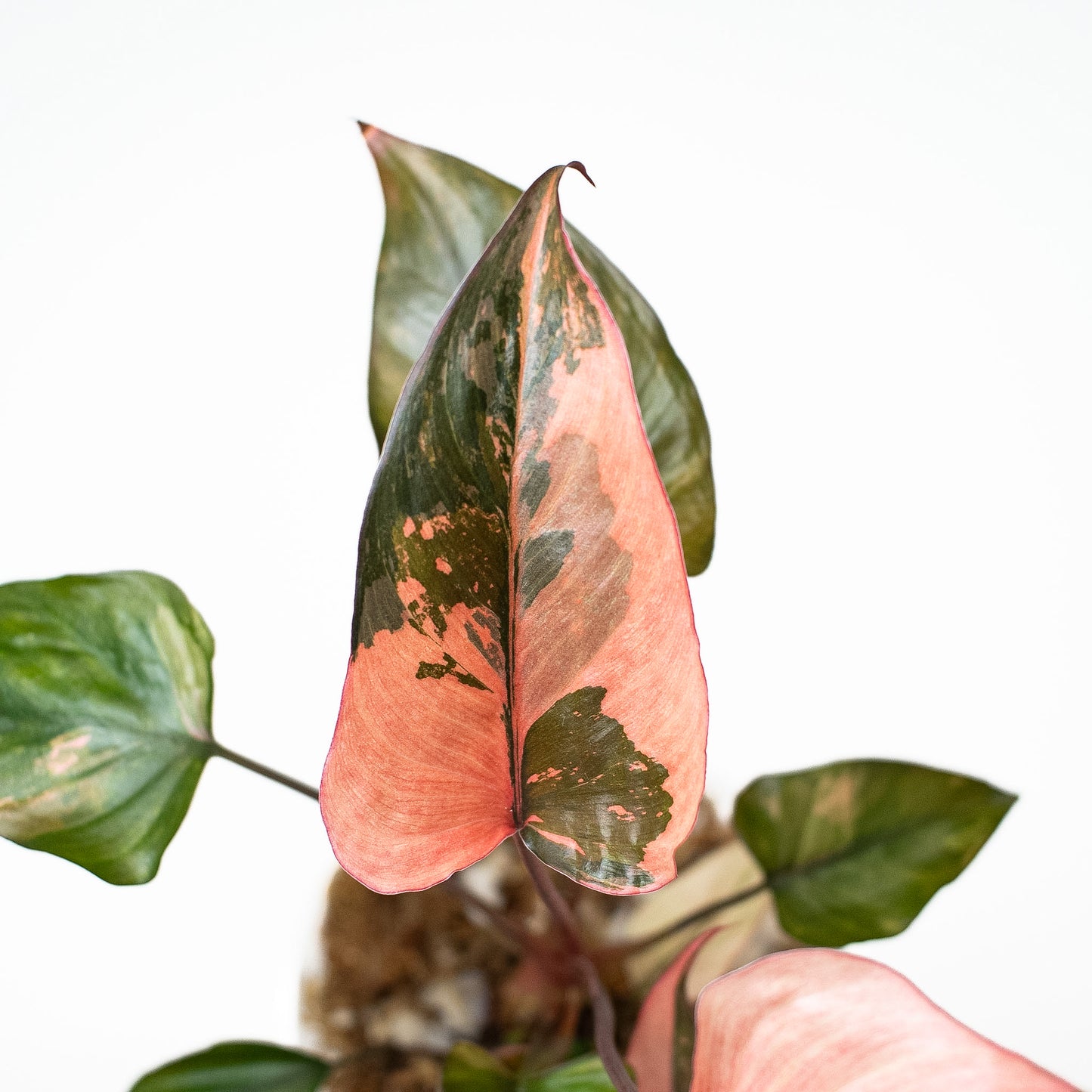 Homalomena Pink Diamond (2911)