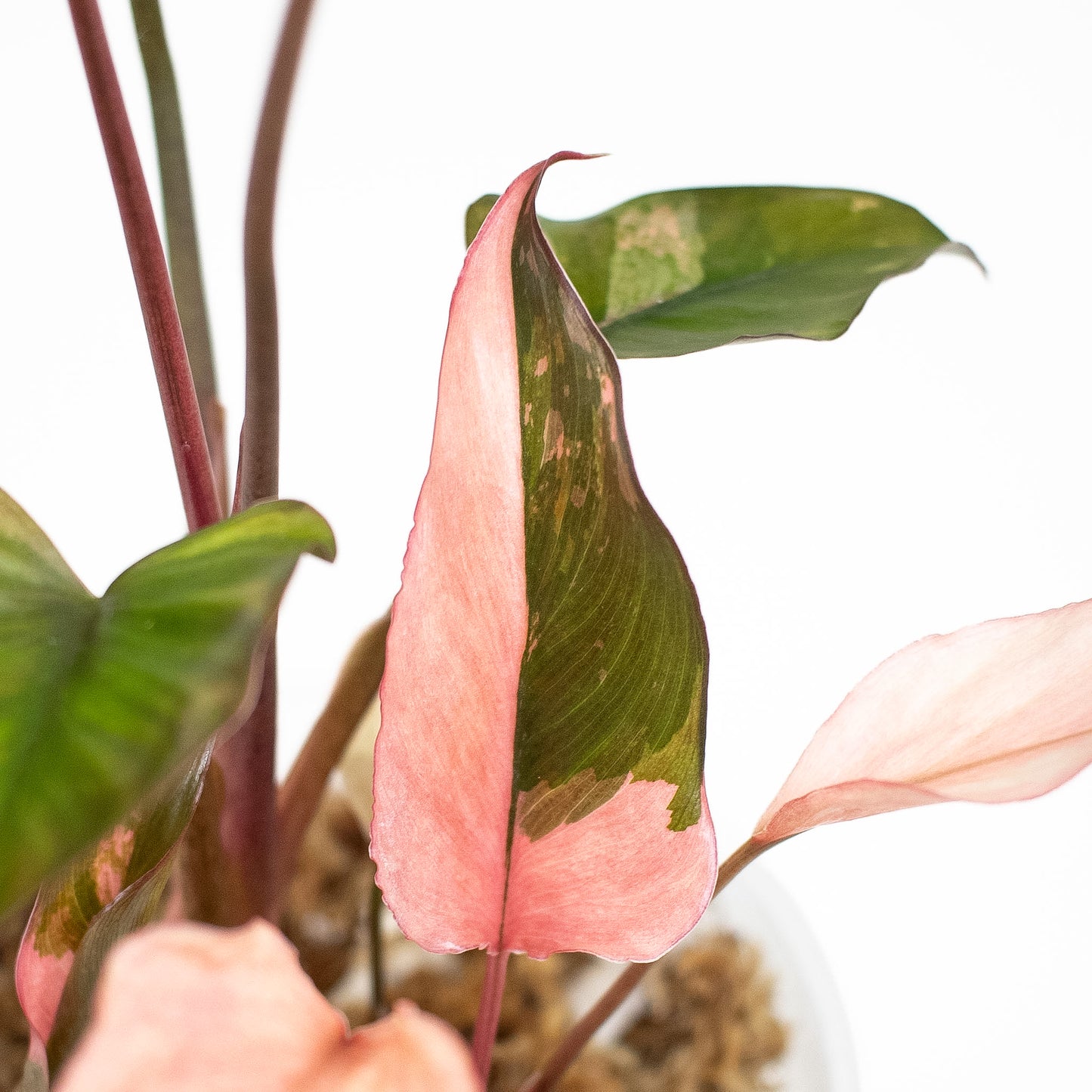 Homalomena Pink Diamond (2911)