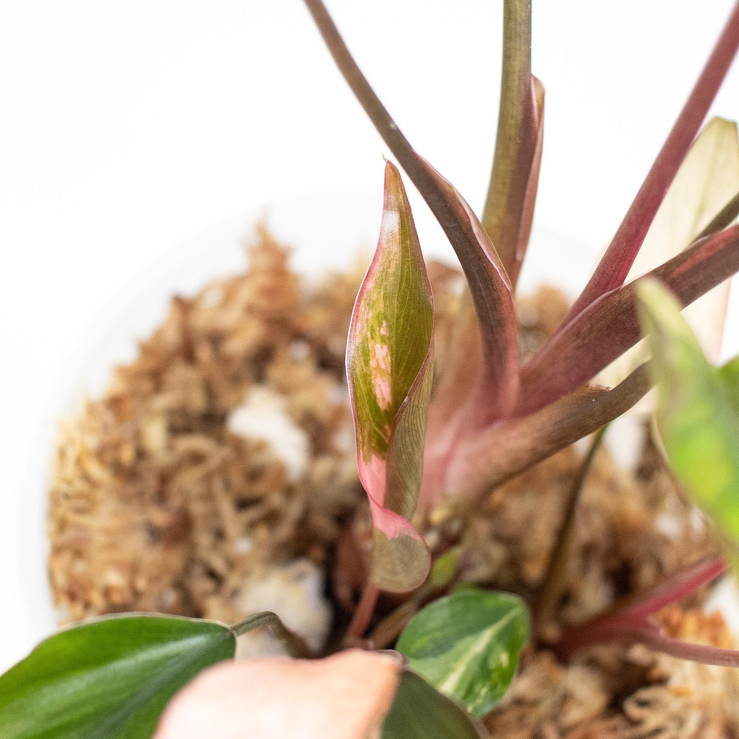 Homalomena Pink Diamond (2911)