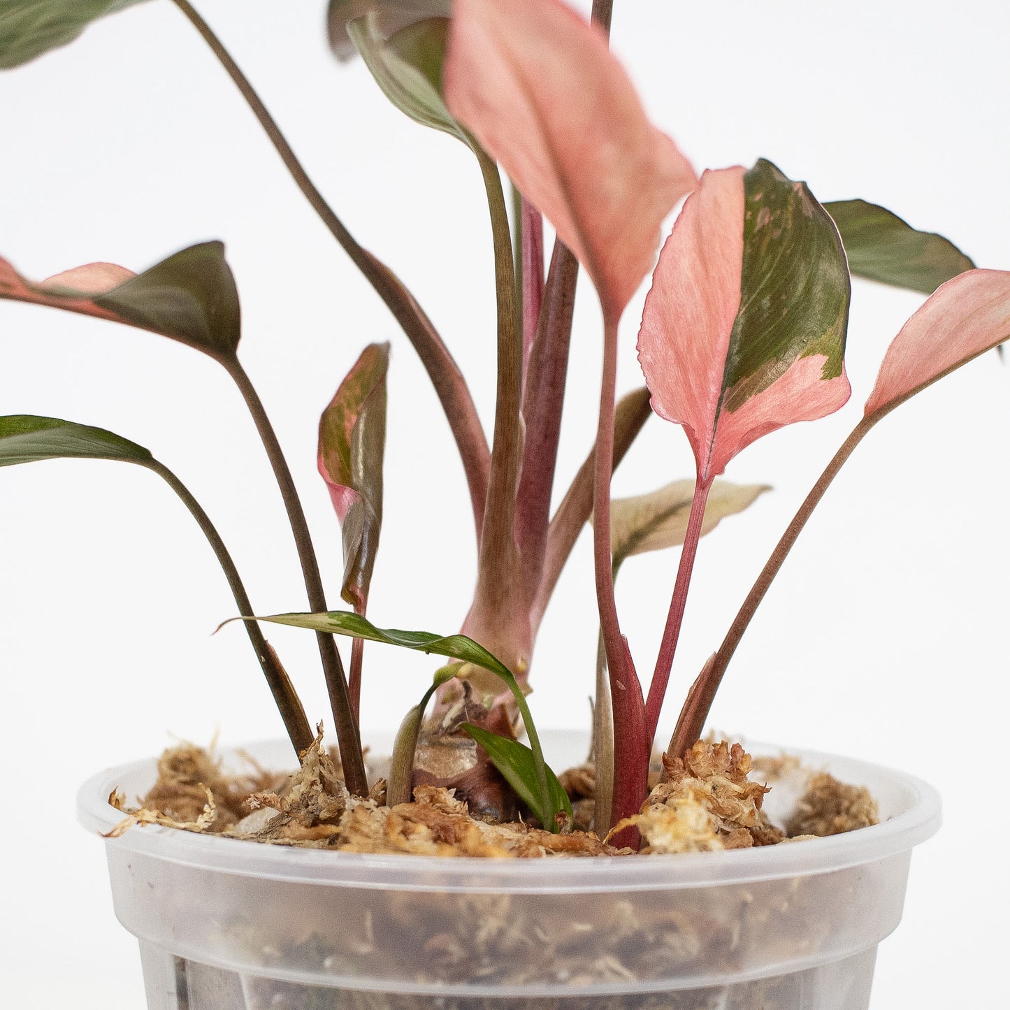 Homalomena Pink Diamond (2911)