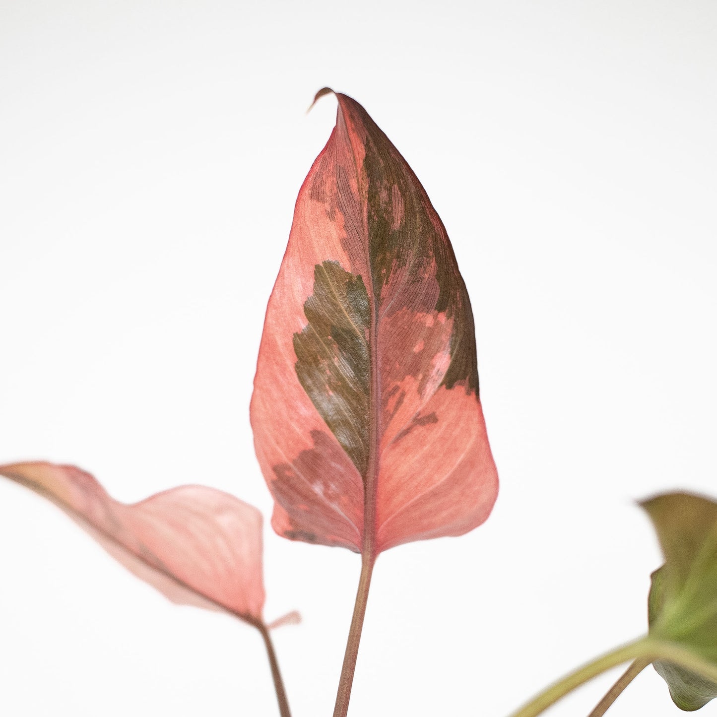 Homalomena Pink Diamond (2911)