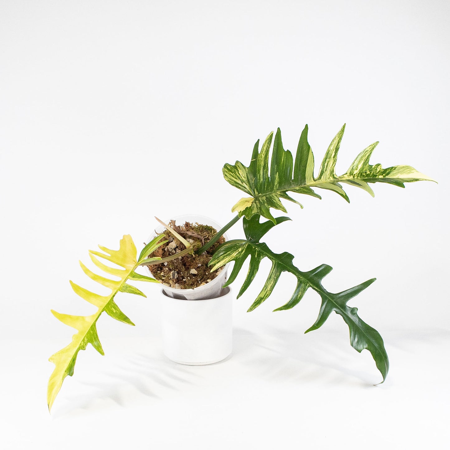 Philodendron Florida Beauty x Tortum Variegated (2913)