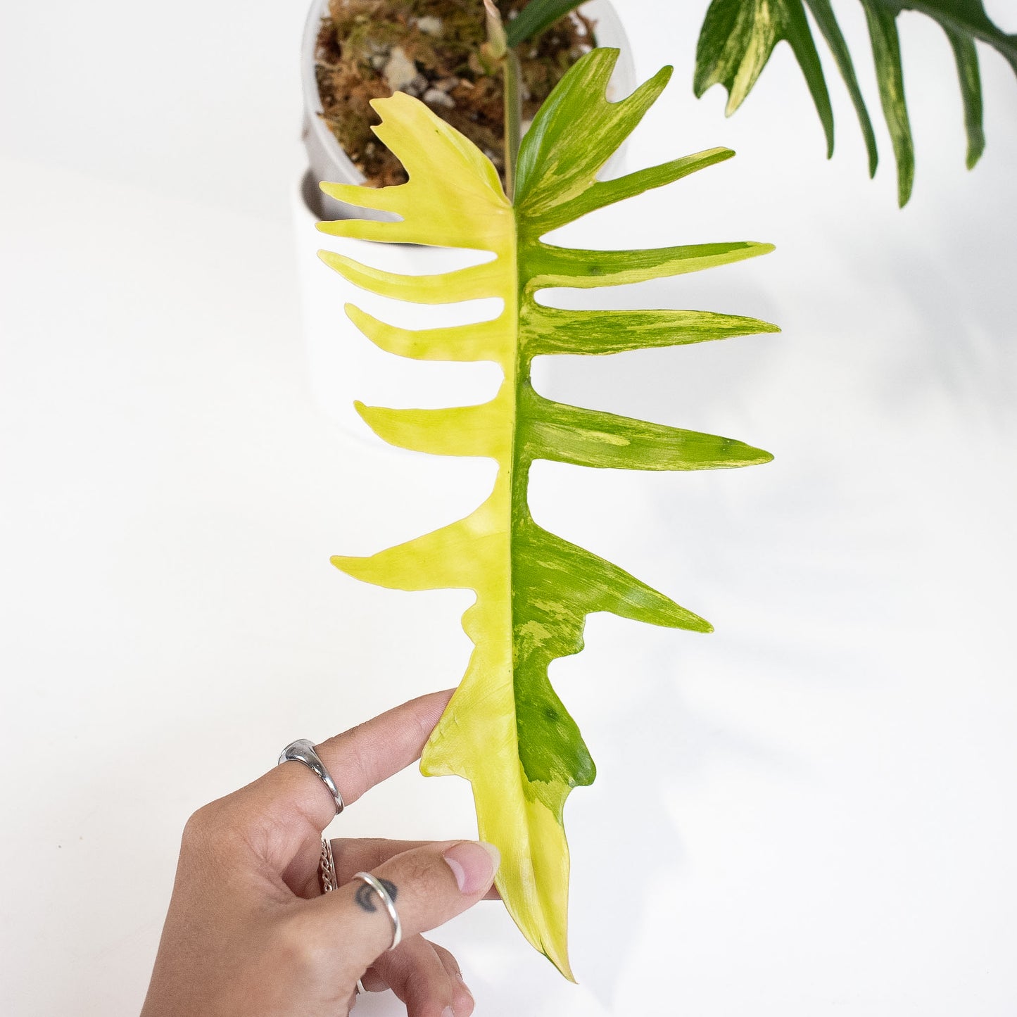 Philodendron Florida Beauty x Tortum Variegated (2913)