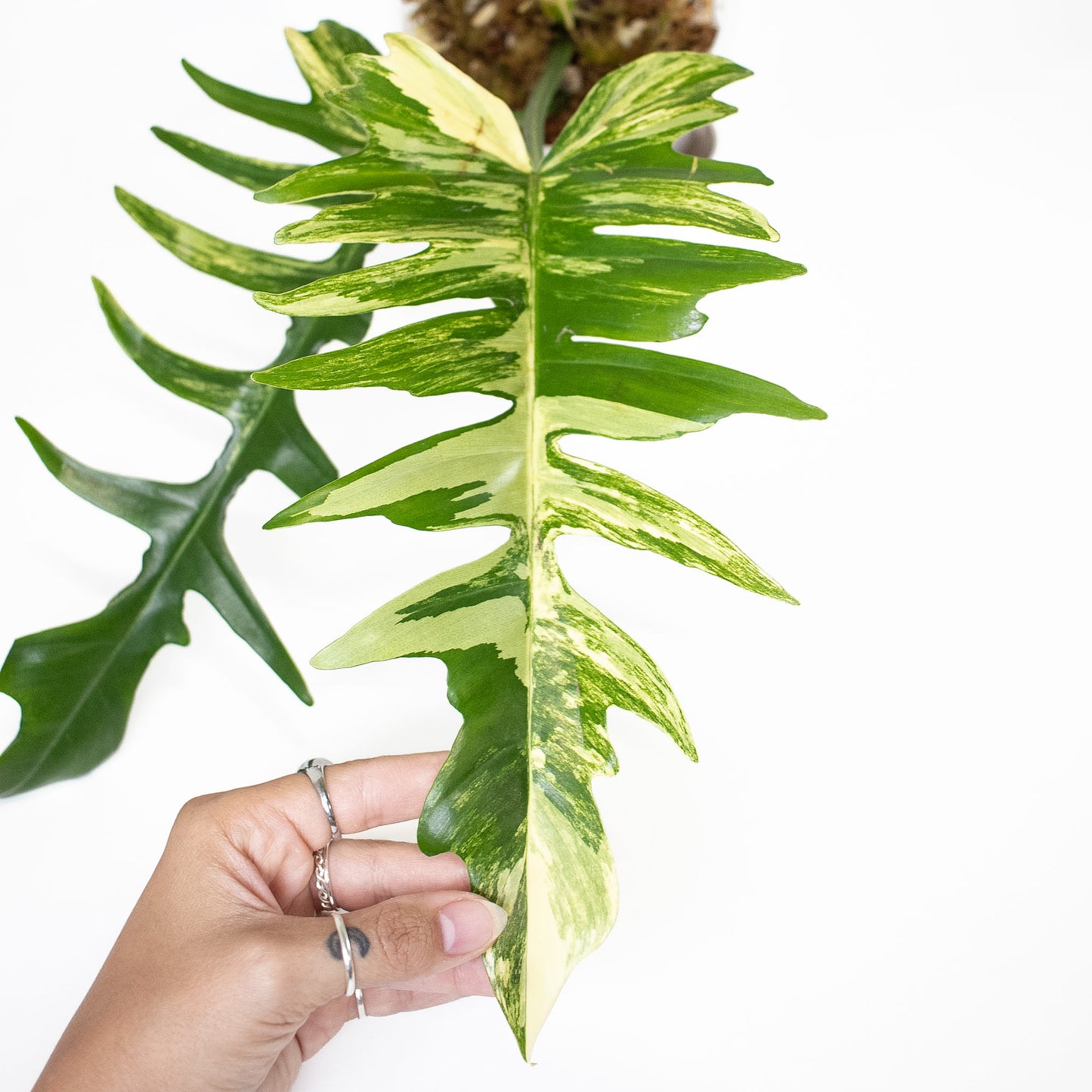 Philodendron Florida Beauty x Tortum Variegated (2913)