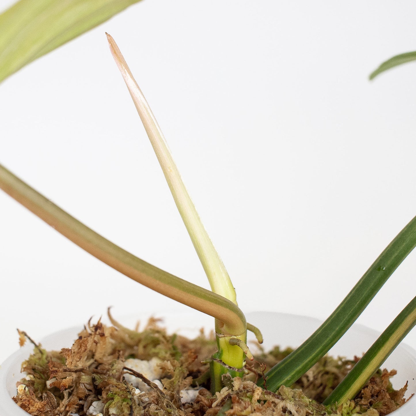 Philodendron Florida Beauty x Tortum Variegated (2913)
