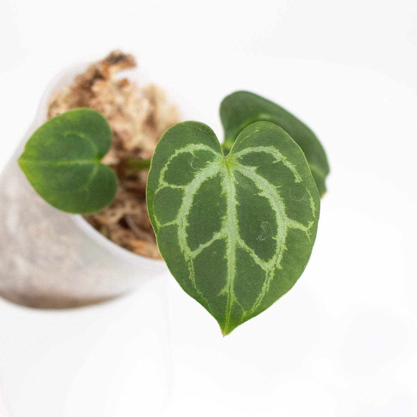 Anthurium (Carla) x (Red Crystallinum Dark Form) (2900) by Mason