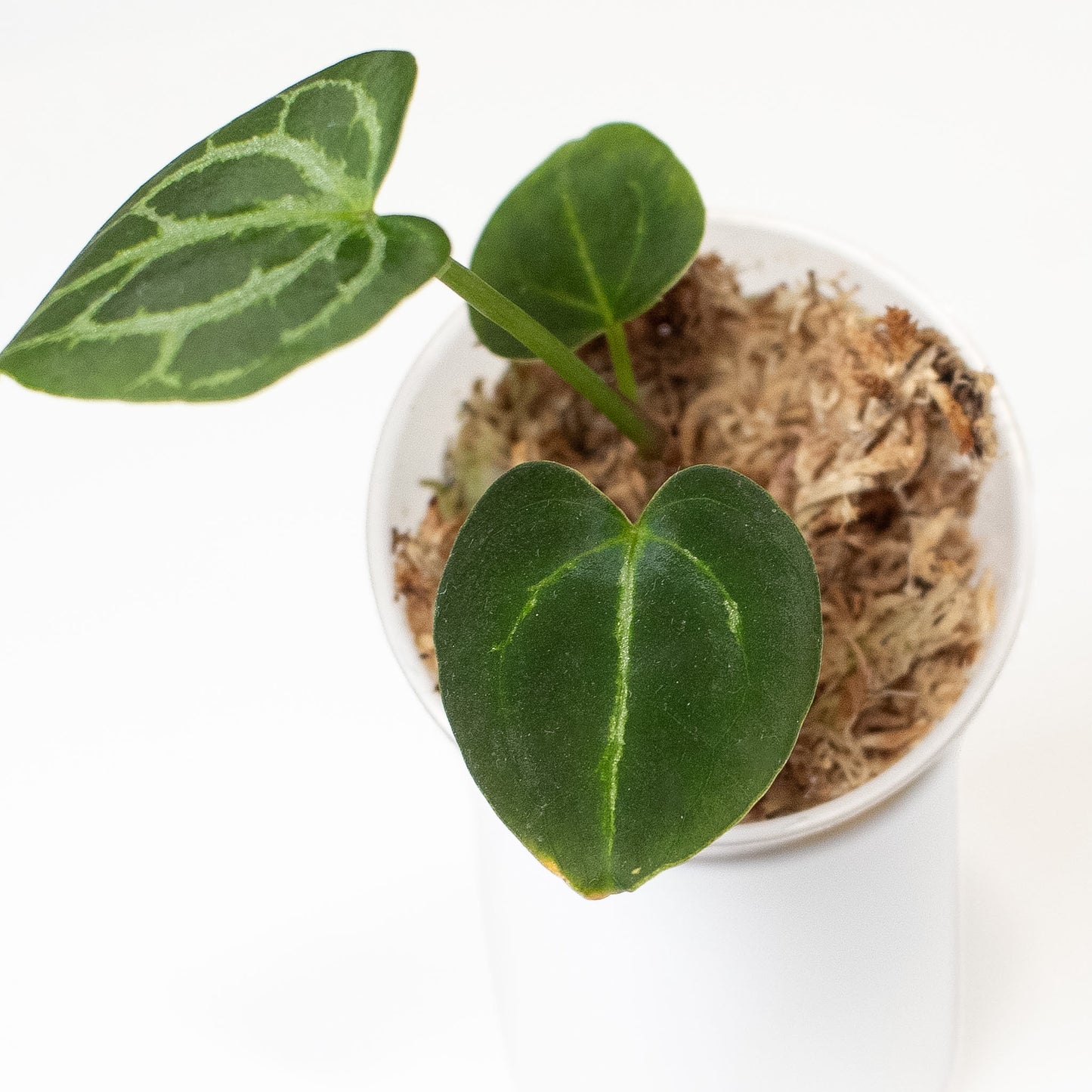Anthurium (Carla) x (Red Crystallinum Dark Form) (2900) by Mason