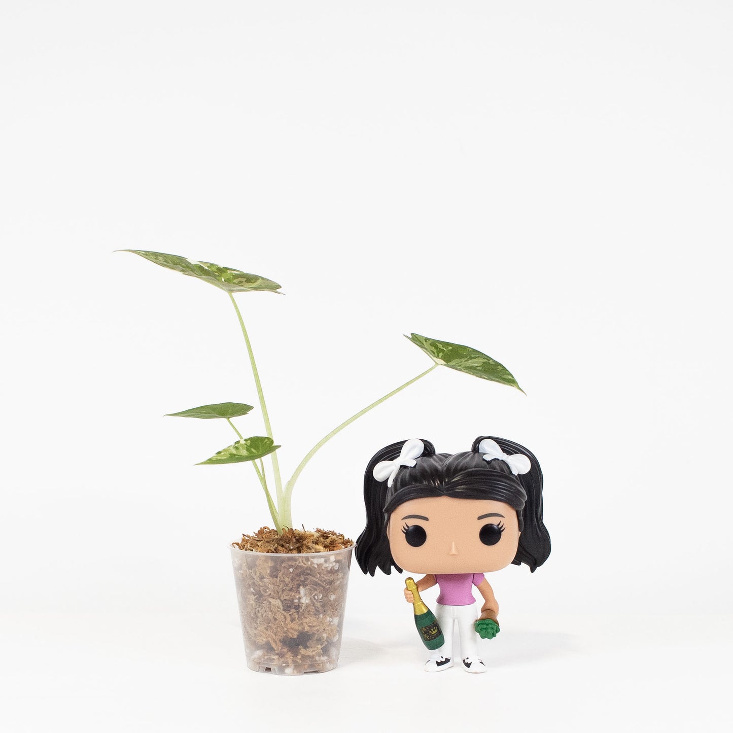 Alocasia Regal Shield Albo (2904)