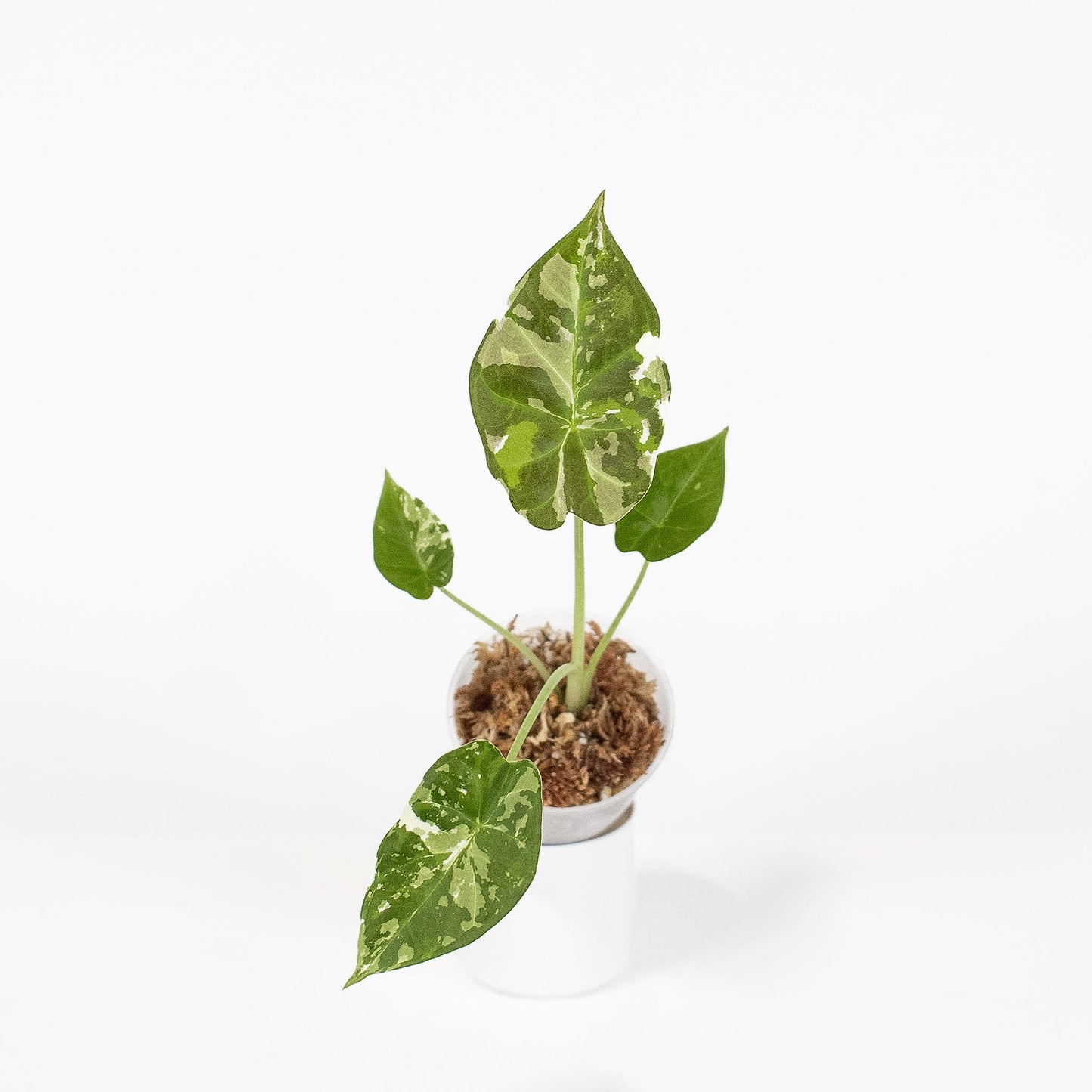 Alocasia Regal Shield Albo (2904)