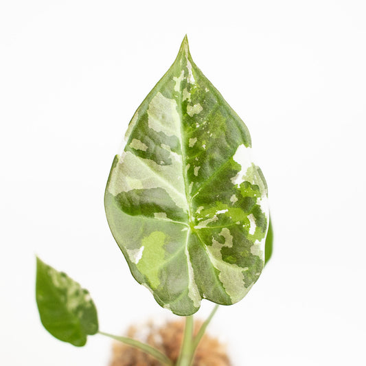 Alocasia Regal Shield Albo (2904)