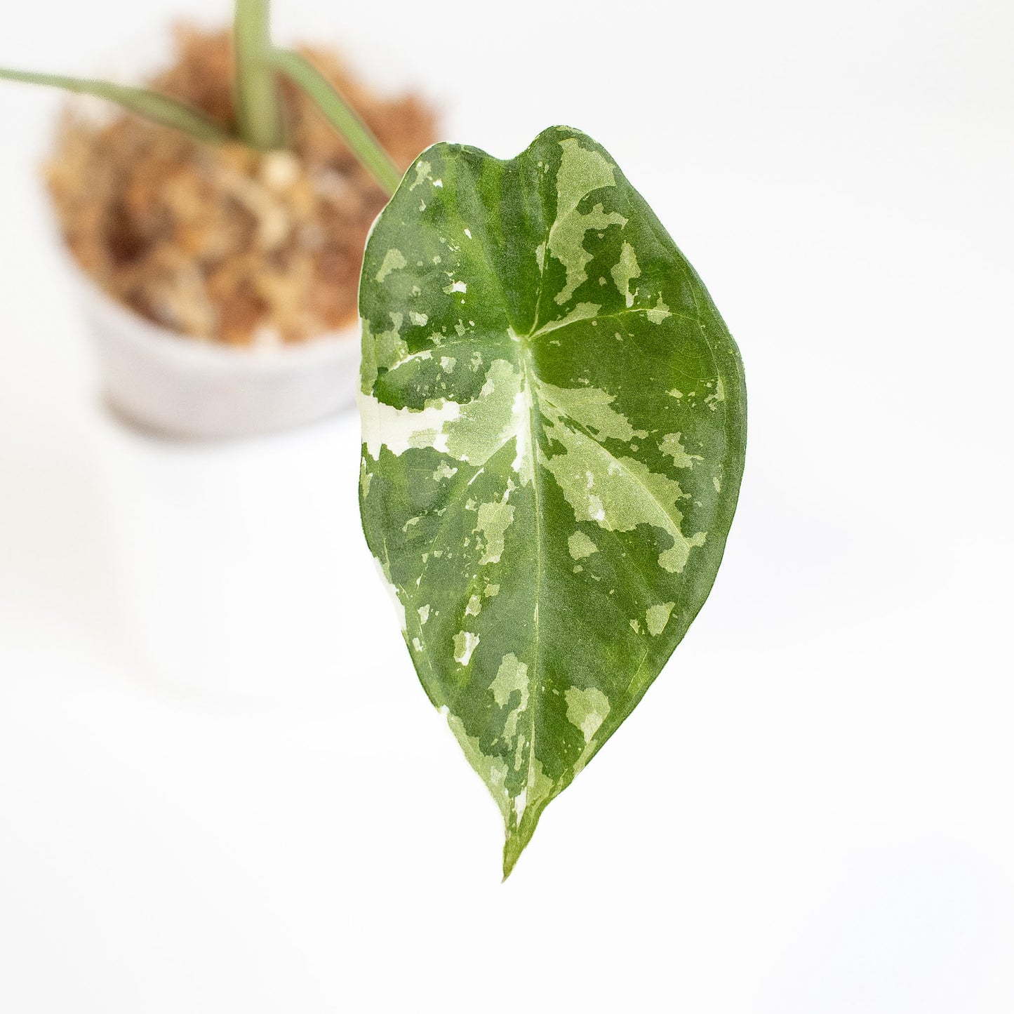 Alocasia Regal Shield Albo (2904)