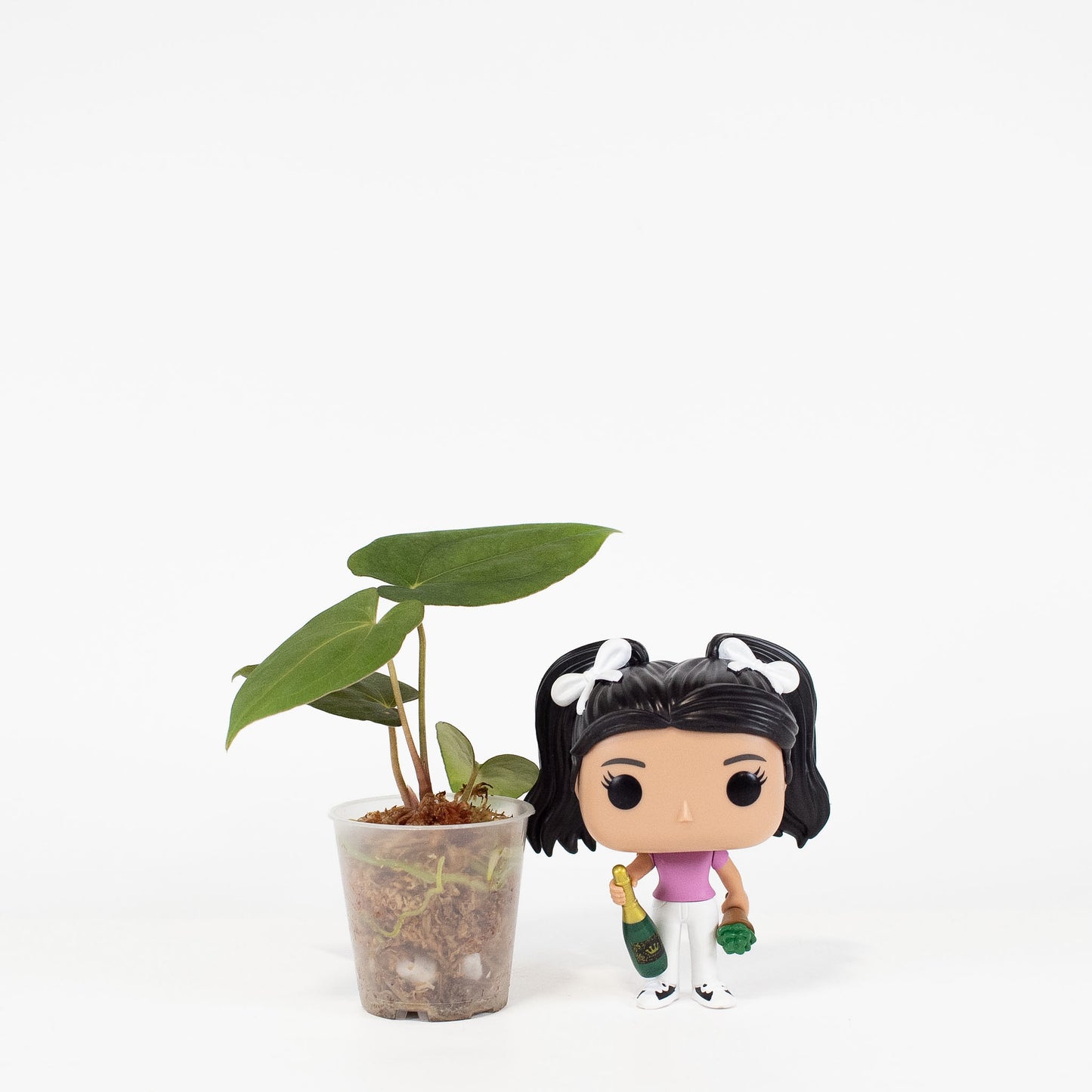 Anthurium RL x FS x Dressleri x Carla (2901) by Mason