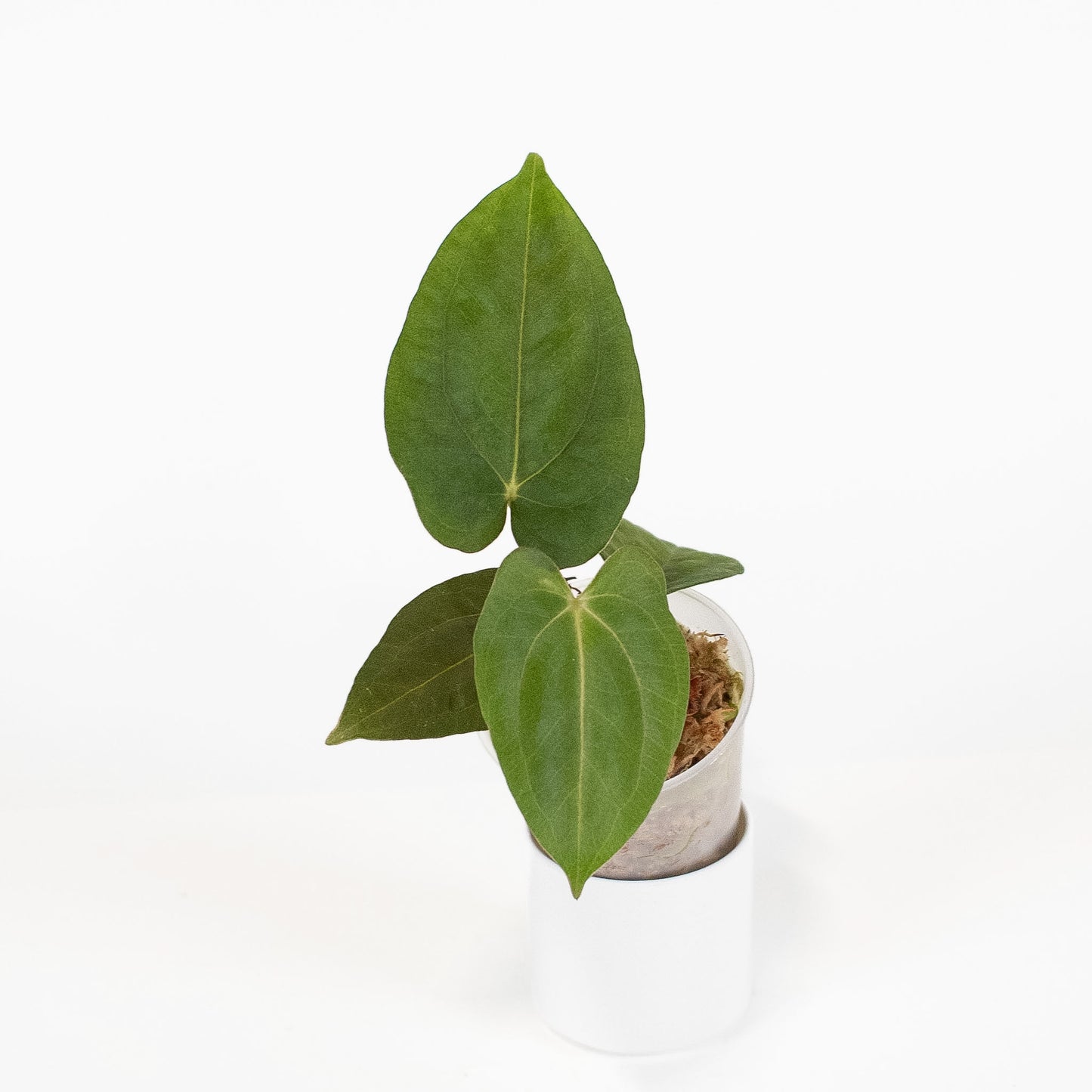 Anthurium RL x FS x Dressleri x Carla (2901) by Mason