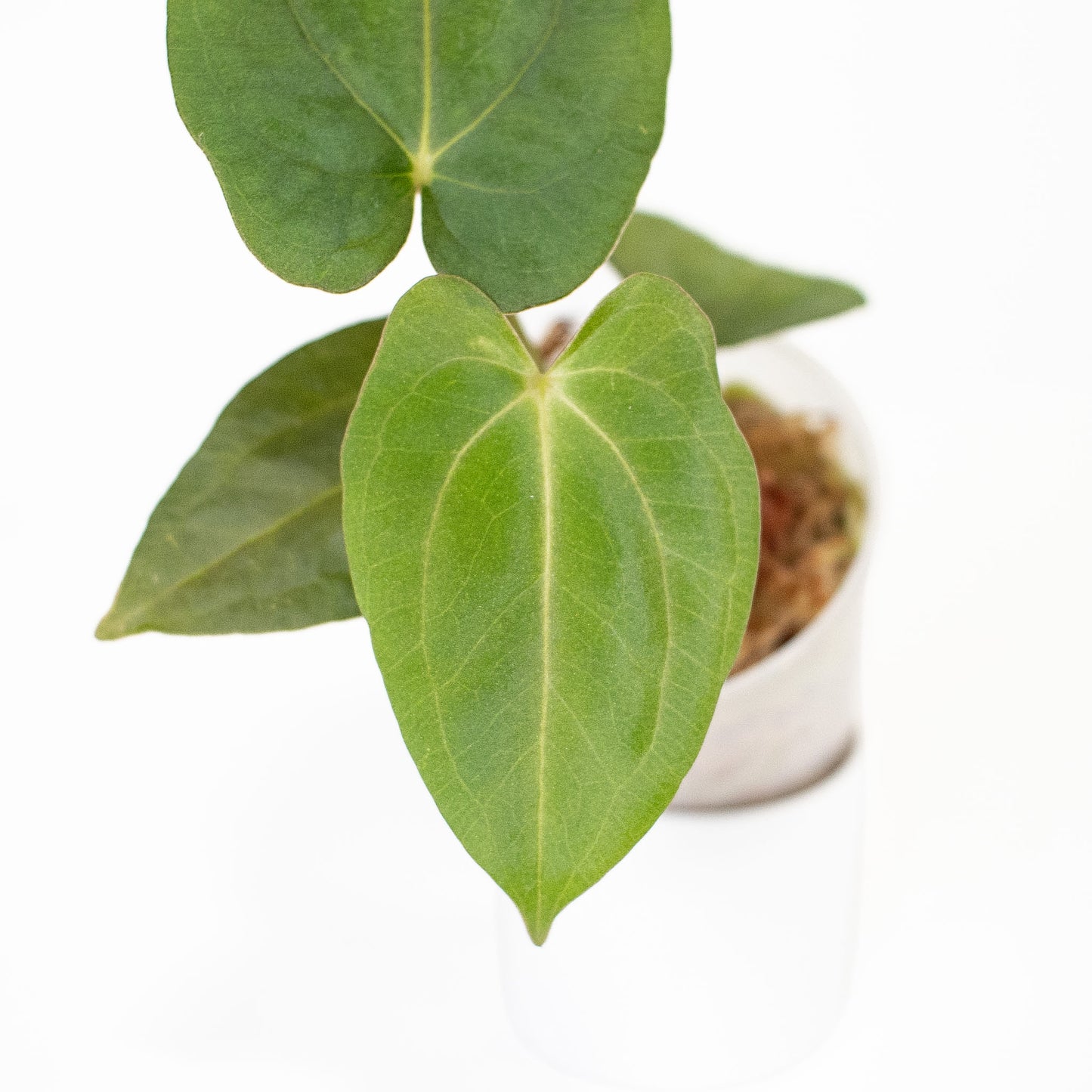 Anthurium RL x FS x Dressleri x Carla (2901) by Mason