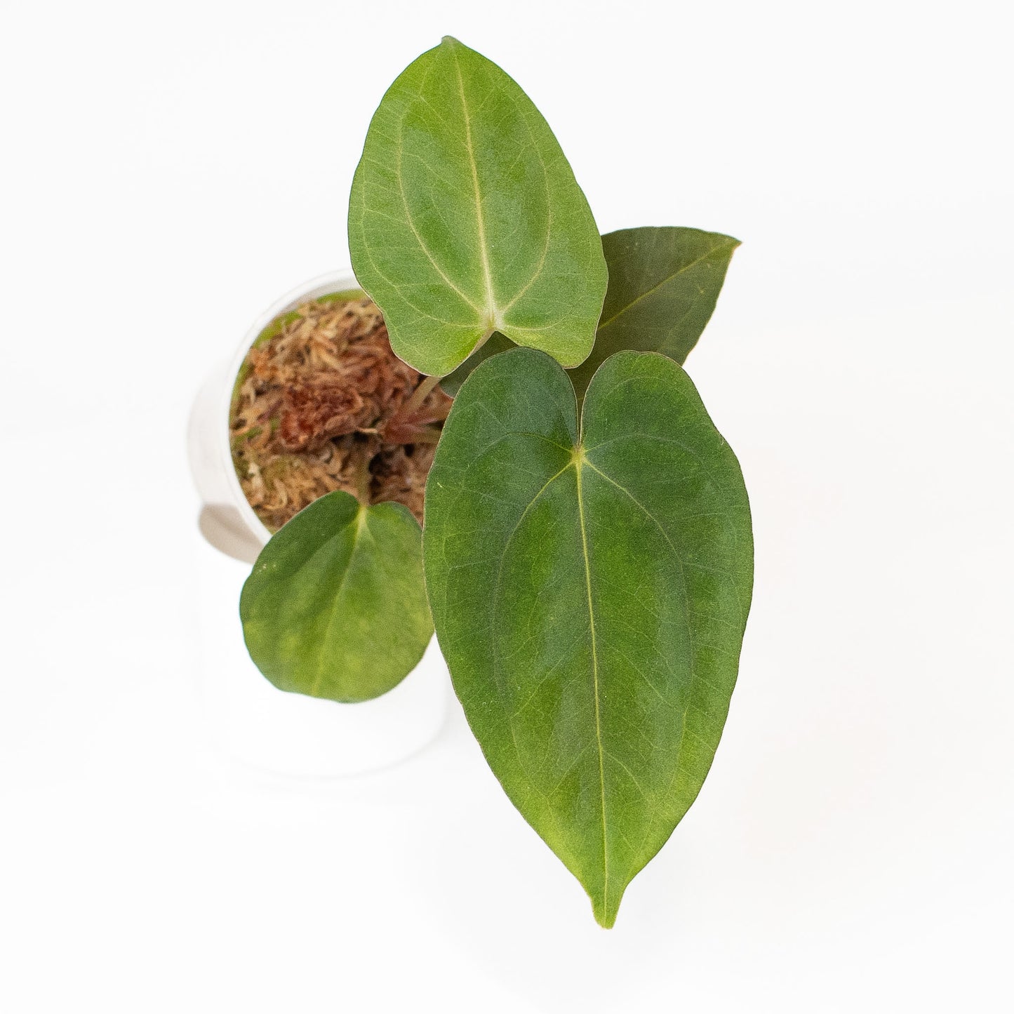 Anthurium RL x FS x Dressleri x Carla (2901) by Mason