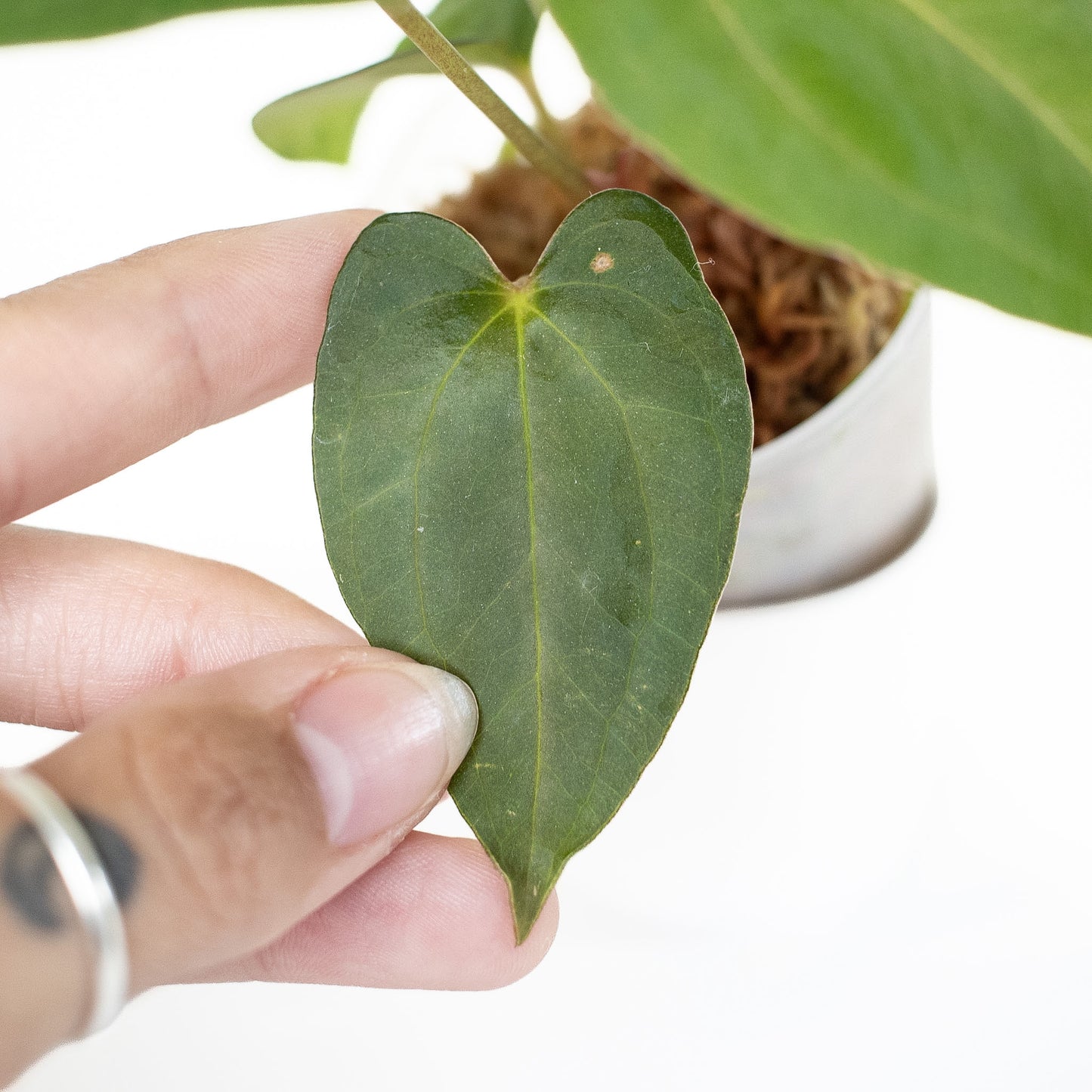 Anthurium RL x FS x Dressleri x Carla (2901) by Mason