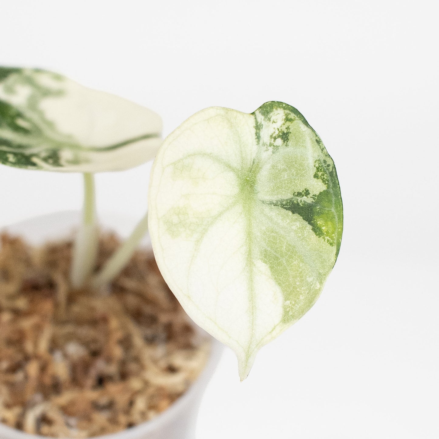 Alocasia 'Black Velvet' Ninja Albo (2905)