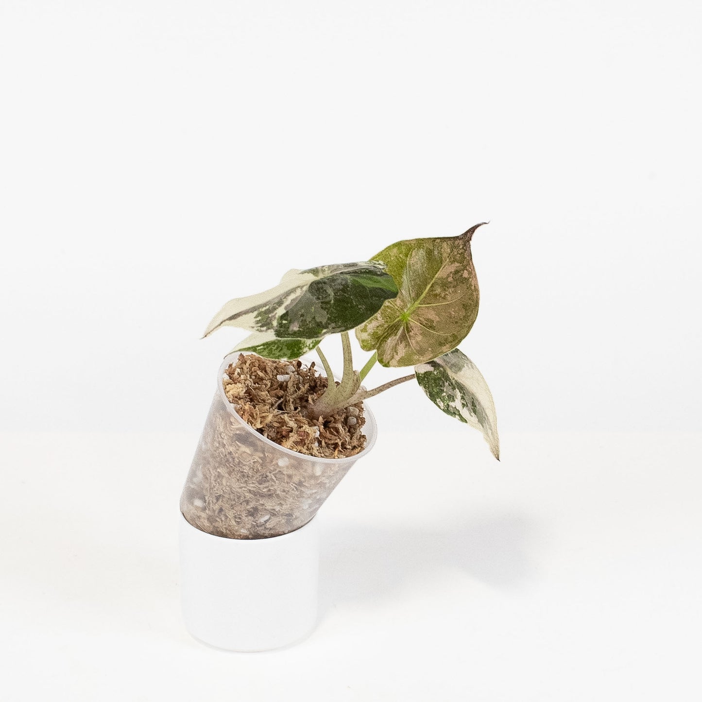 Alocasia Wentii Albo/Pink Variegated (2906)