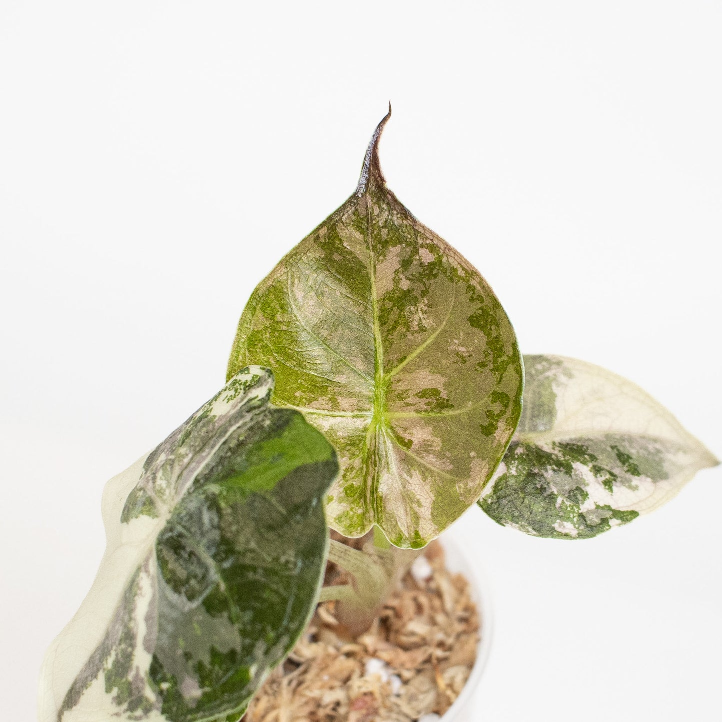 Alocasia Wentii Albo/Pink Variegated (2906)