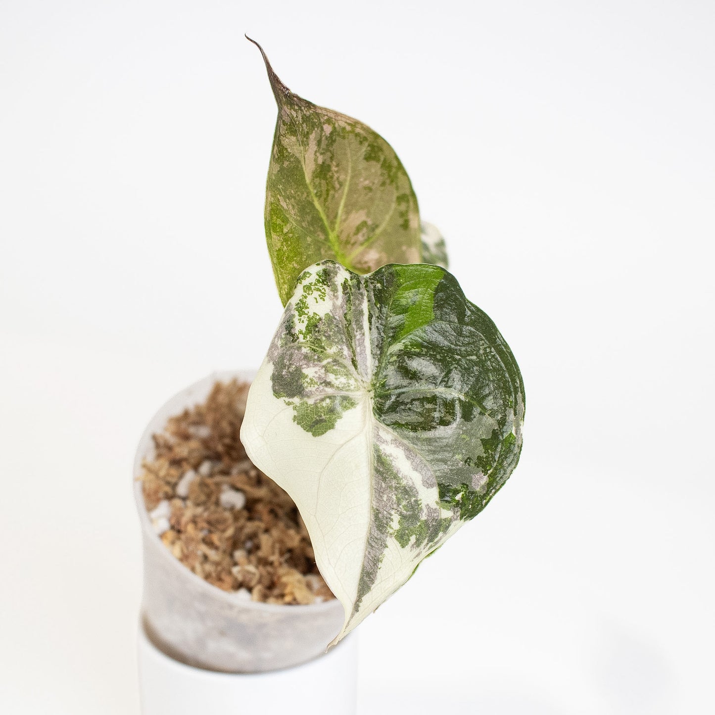 Alocasia Wentii Albo/Pink Variegated (2906)