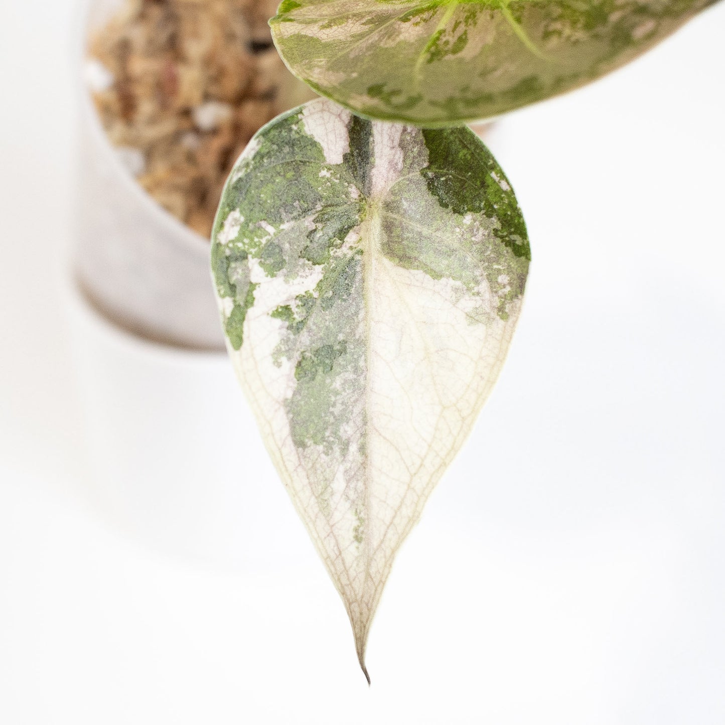 Alocasia Wentii Albo/Pink Variegated (2906)