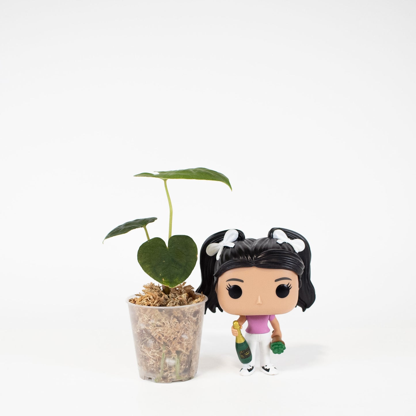 Anthurium FS x Chocolate x RVDP x AOS (2902) by Mason