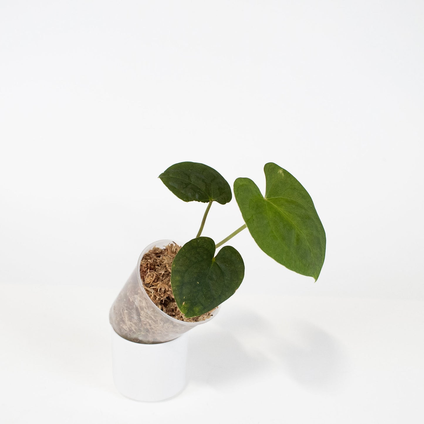 Anthurium FS x Chocolate x RVDP x AOS (2902) by Mason