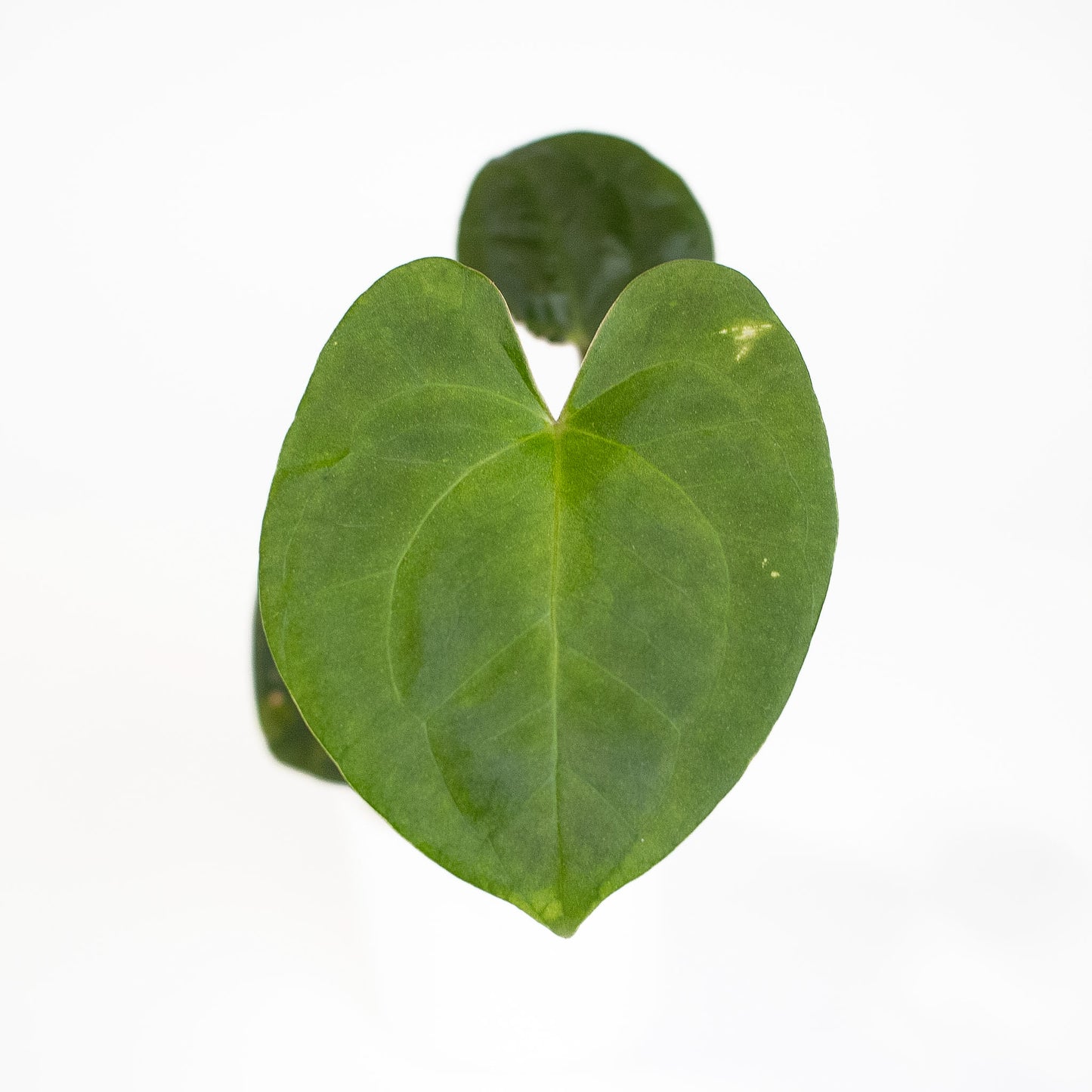 Anthurium FS x Chocolate x RVDP x AOS (2902) by Mason