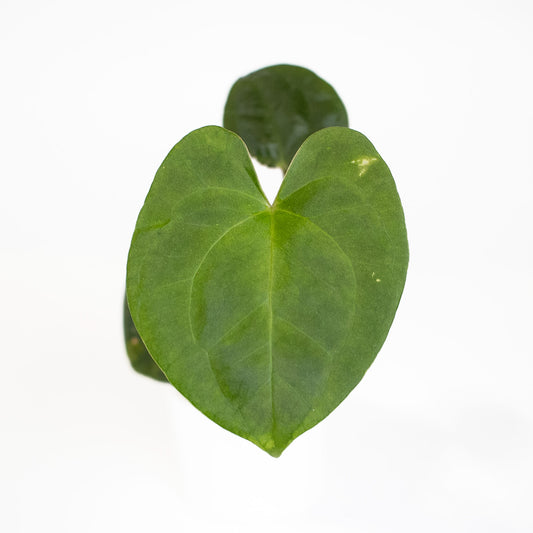 Anthurium FS x Chocolate x RVDP x AOS (2902) by Mason