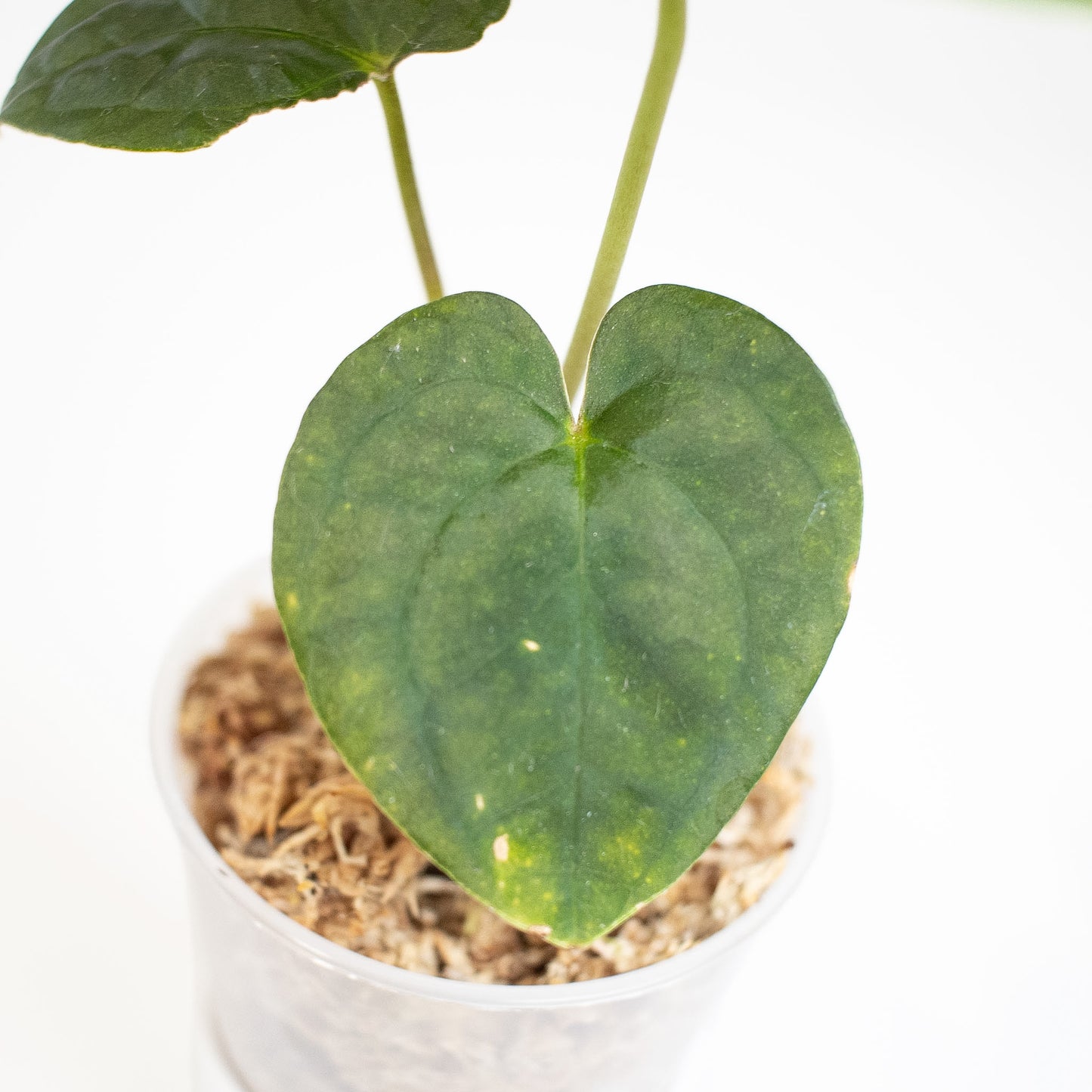 Anthurium FS x Chocolate x RVDP x AOS (2902) by Mason