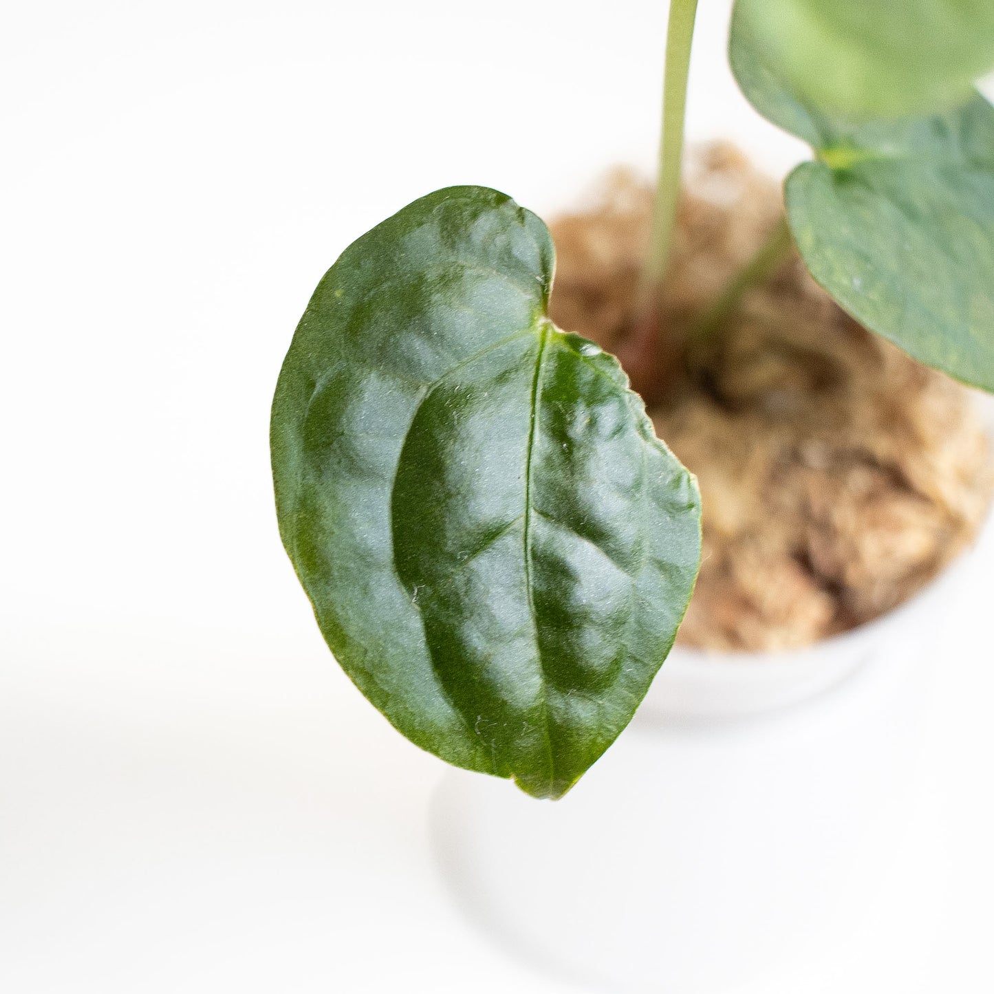 Anthurium FS x Chocolate x RVDP x AOS (2902) by Mason