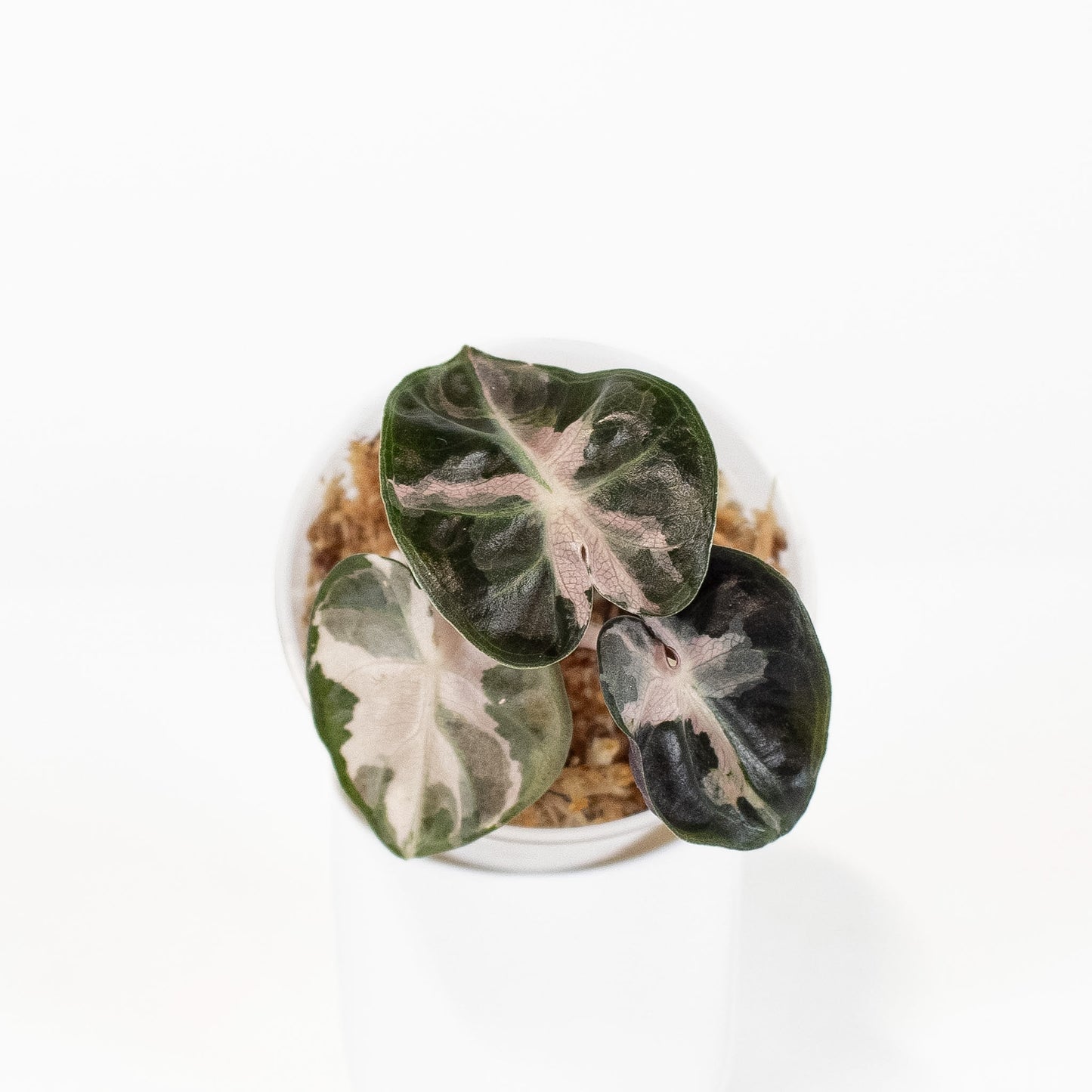 Alocasia 'Balloon Heart' Pink Variegated (2903)