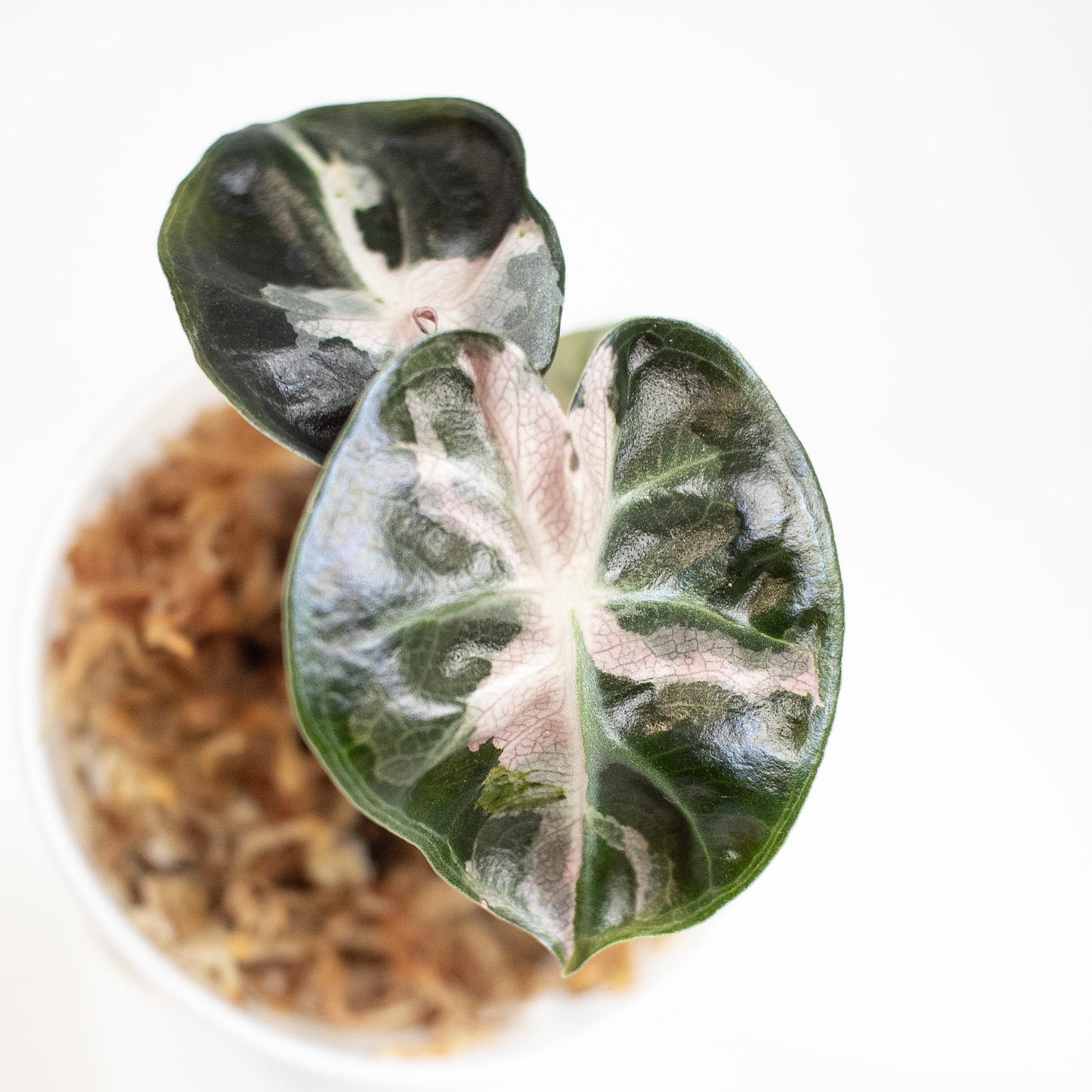 Alocasia 'Balloon Heart' Pink Variegated (2903)