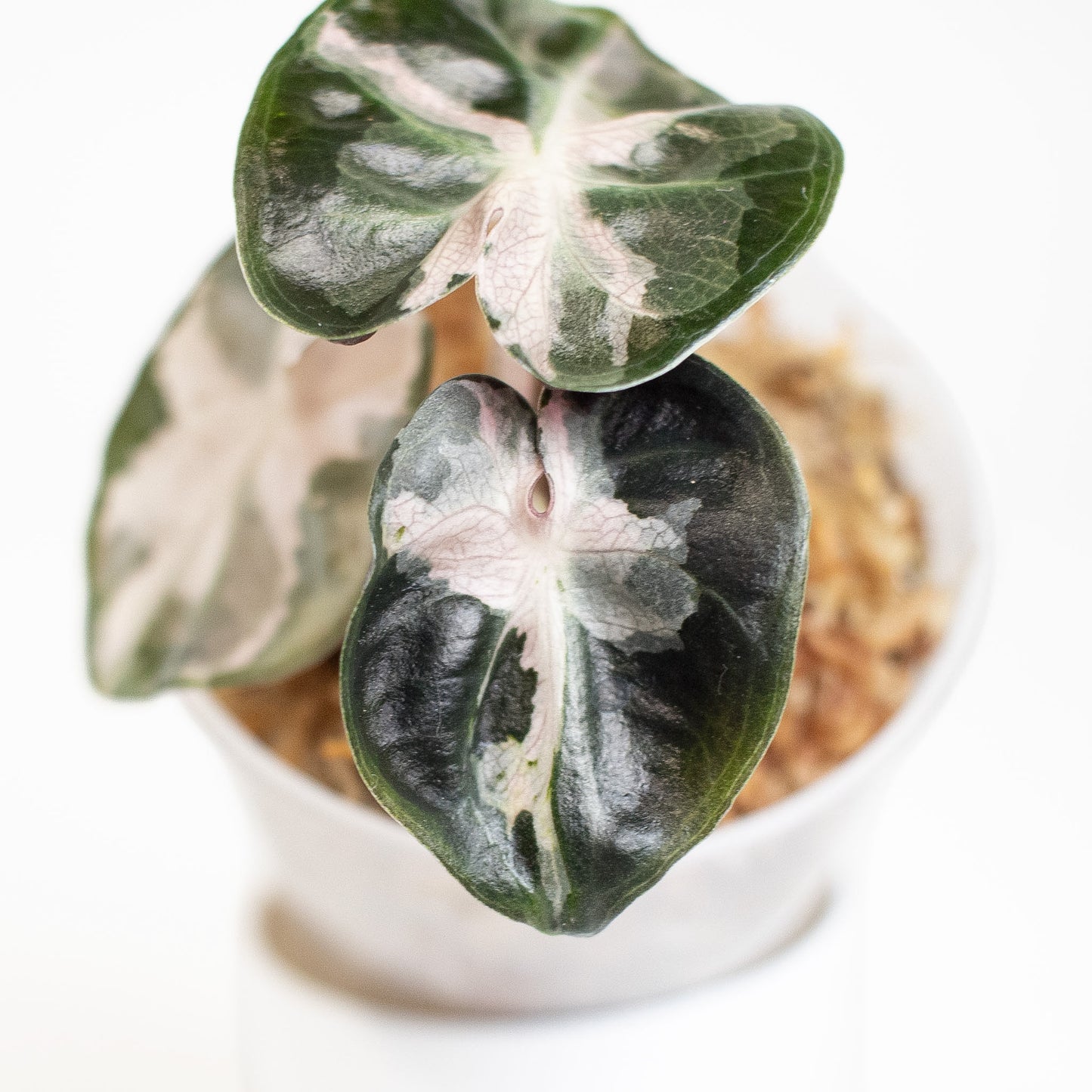 Alocasia 'Balloon Heart' Pink Variegated (2903)